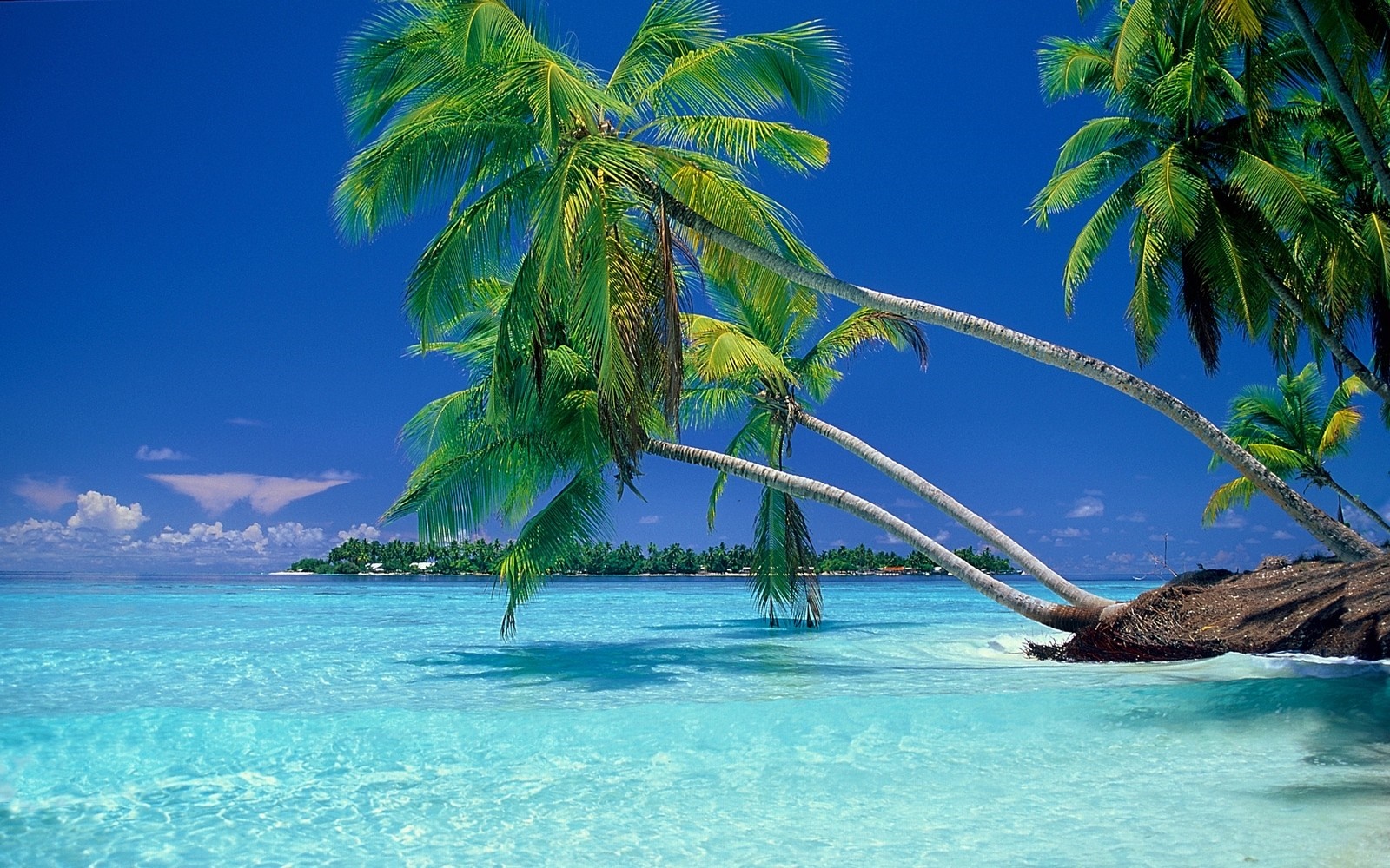 Tropical island with palm trees and clear turquoise water HD Wallpaper