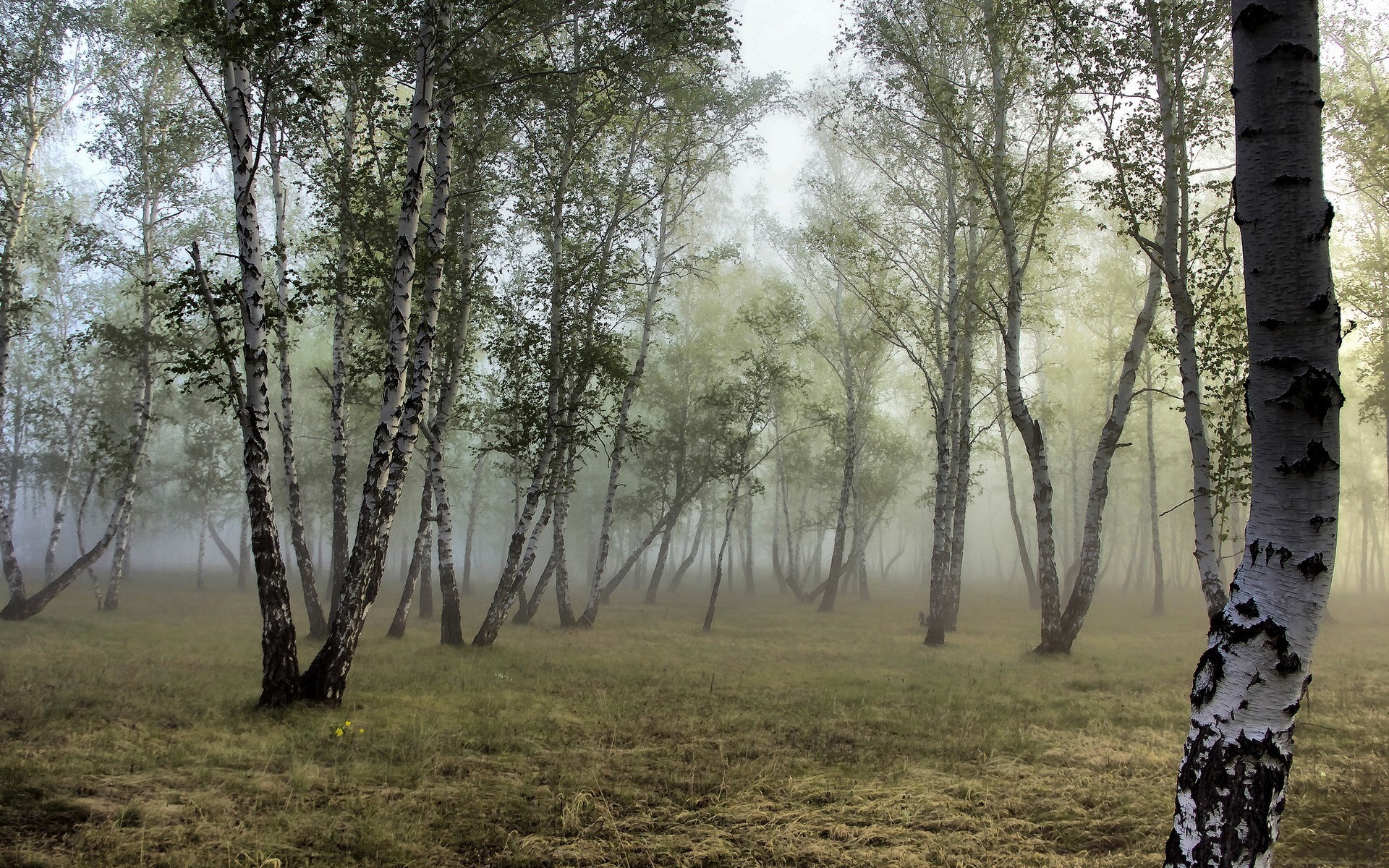 Misty birch forest with grass and trees HD Wallpaper