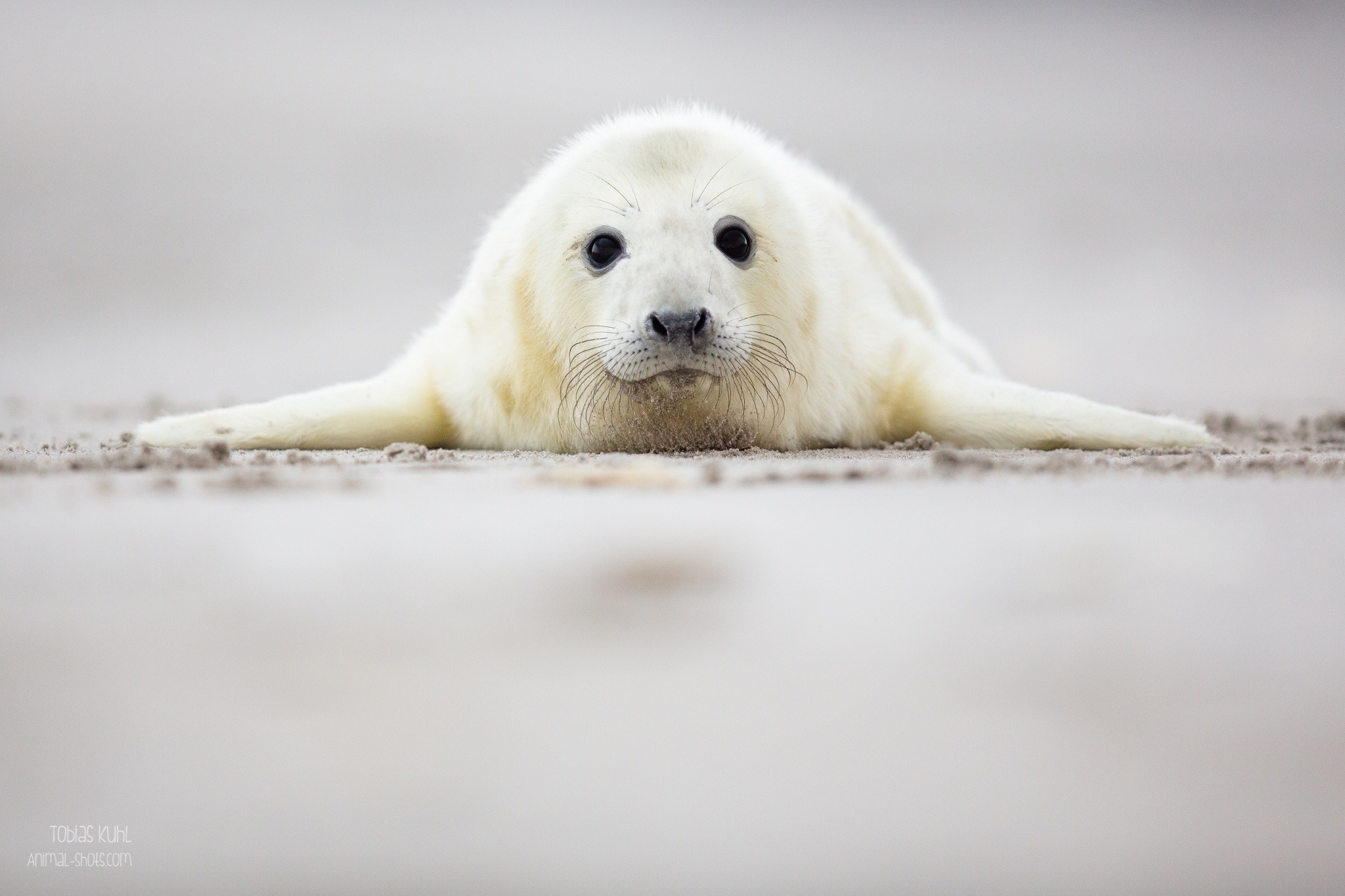 A fluffy white seal pup lies on a sandy beach HD Wallpaper