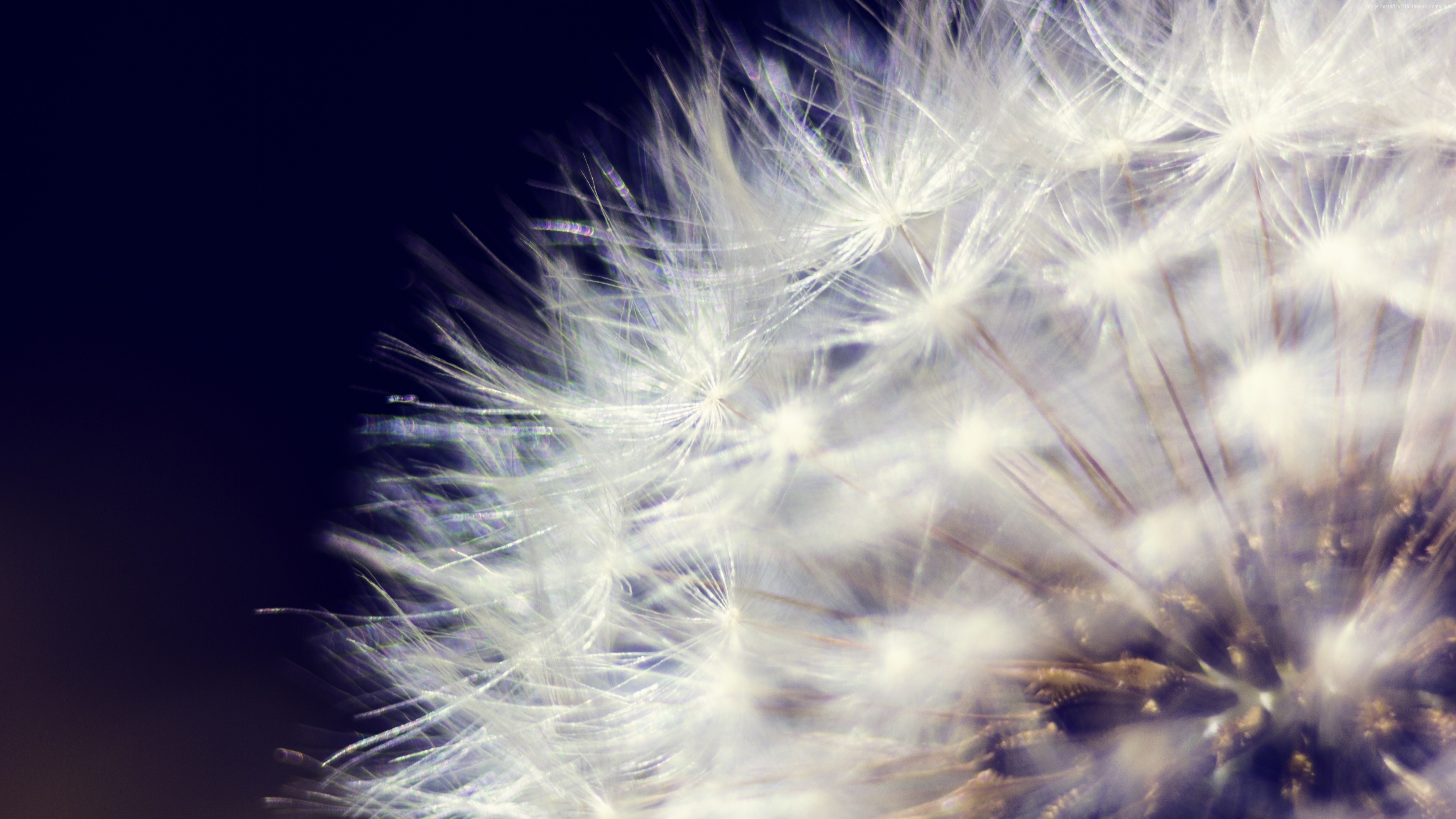 Macro view of a Dandelion seed head HD Wallpaper