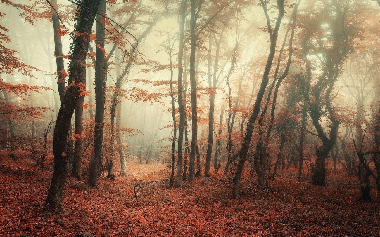 Misty autumn forest with fallen leaves HD Wallpaper