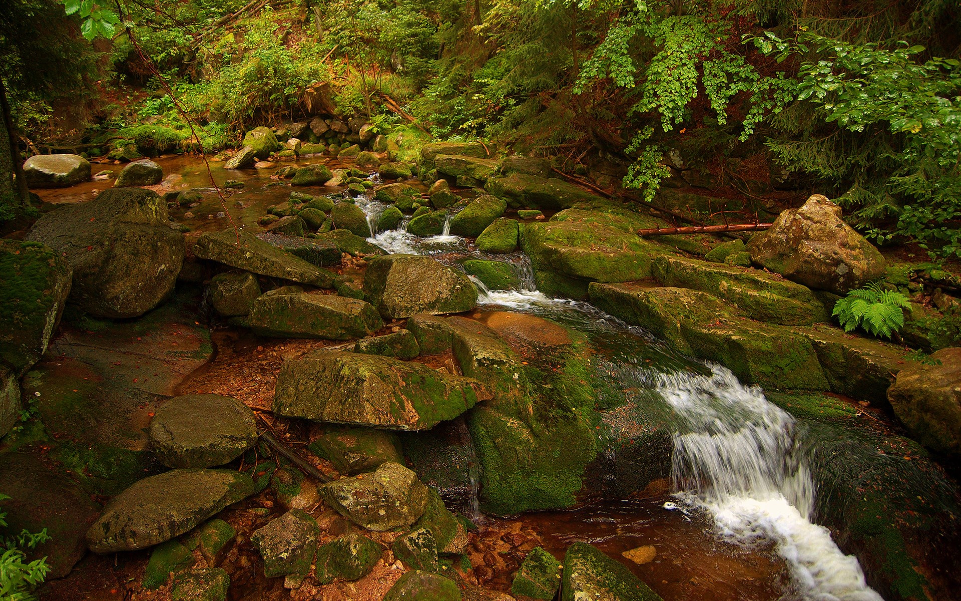 A stream flows over moss-covered rocks in a forest. HD Wallpaper