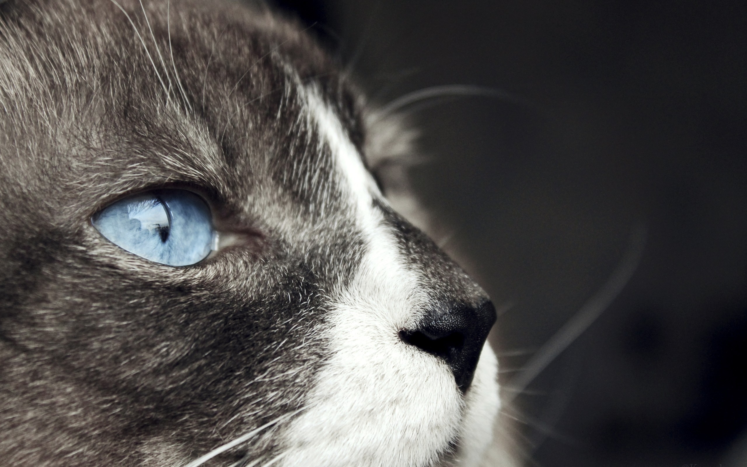 Close up of a cat's blue eye and nose HD Wallpaper