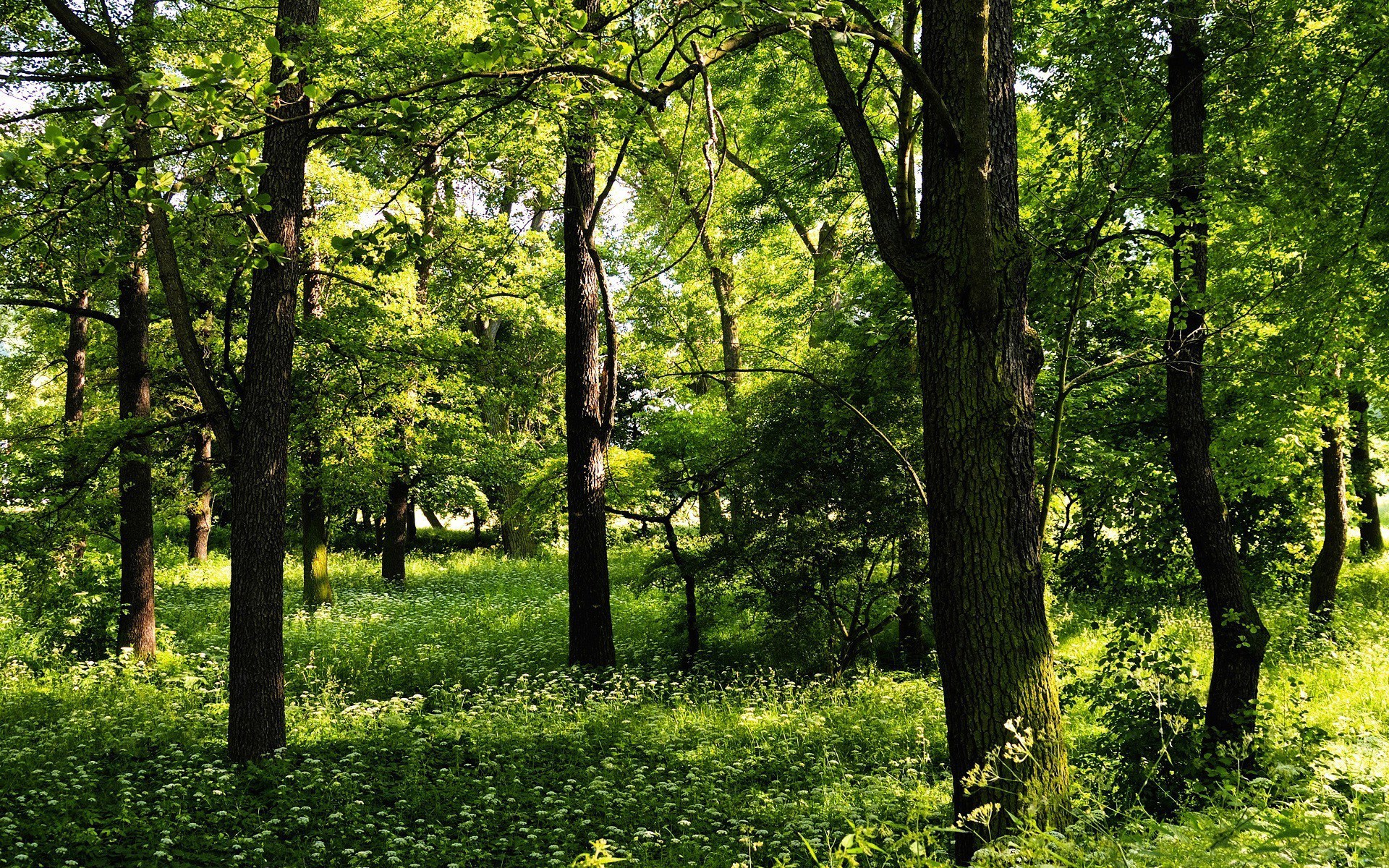 Sunlit forest with green trees and white flowers HD Wallpaper