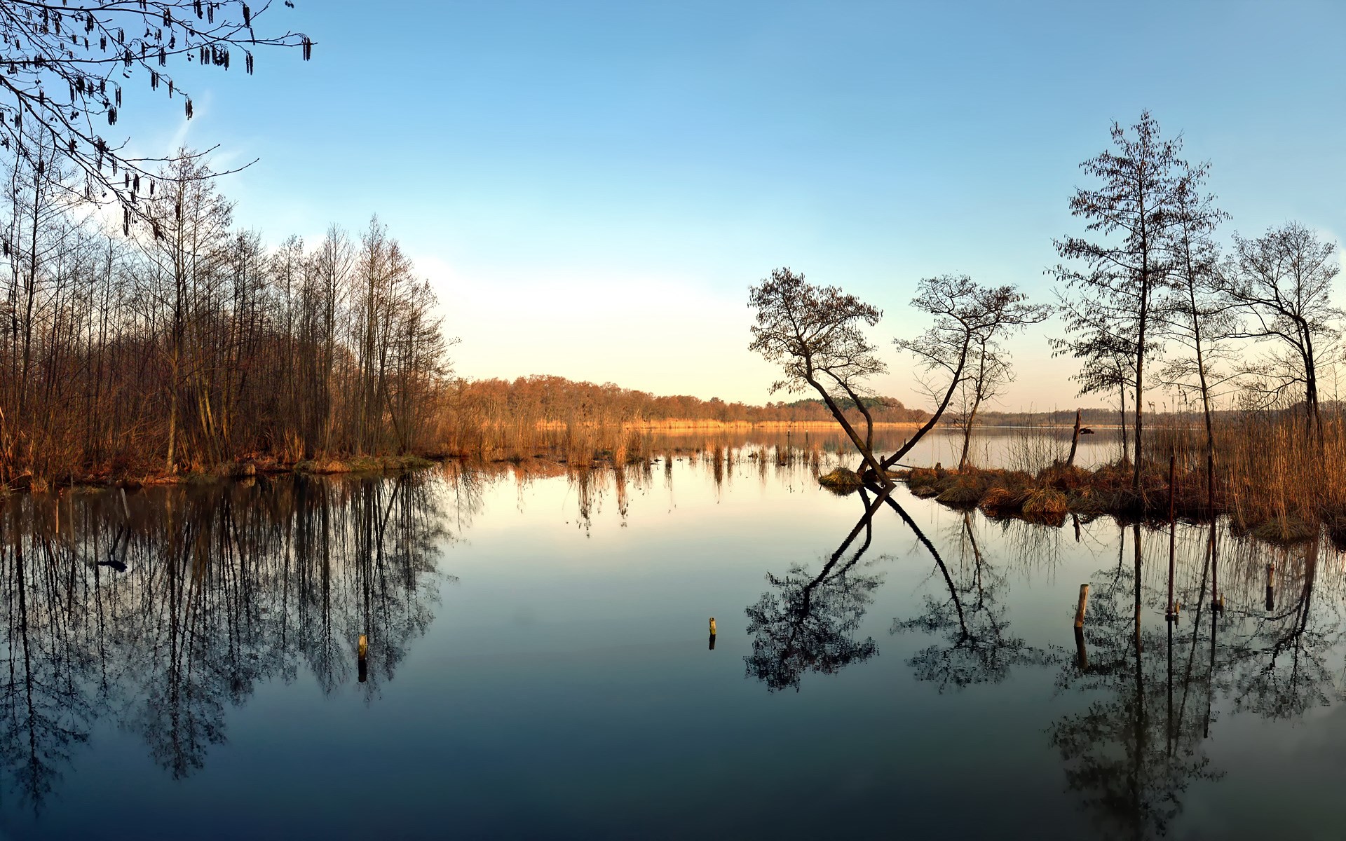 Trees reflected in a calm lake under a clear sky HD Wallpaper