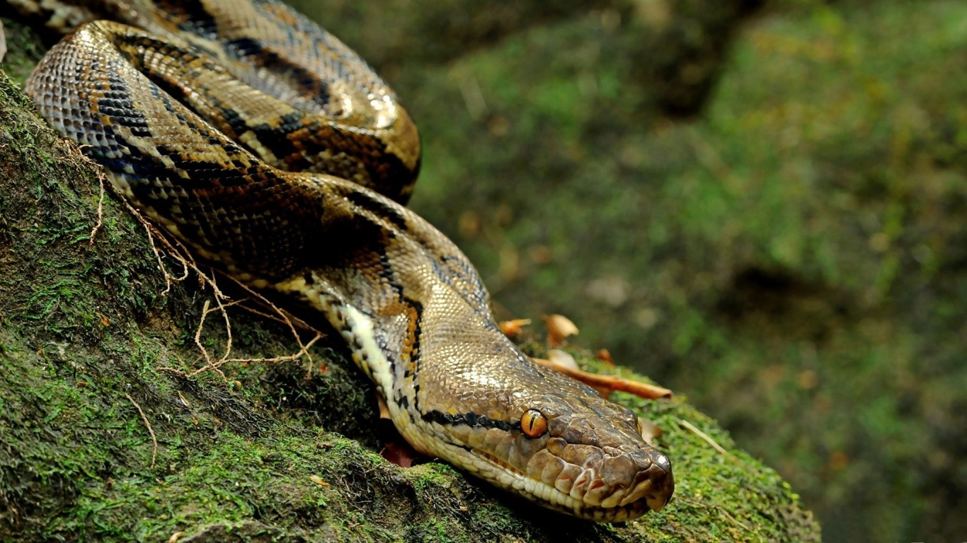 Python snake on mossy rocks in nature HD Wallpaper