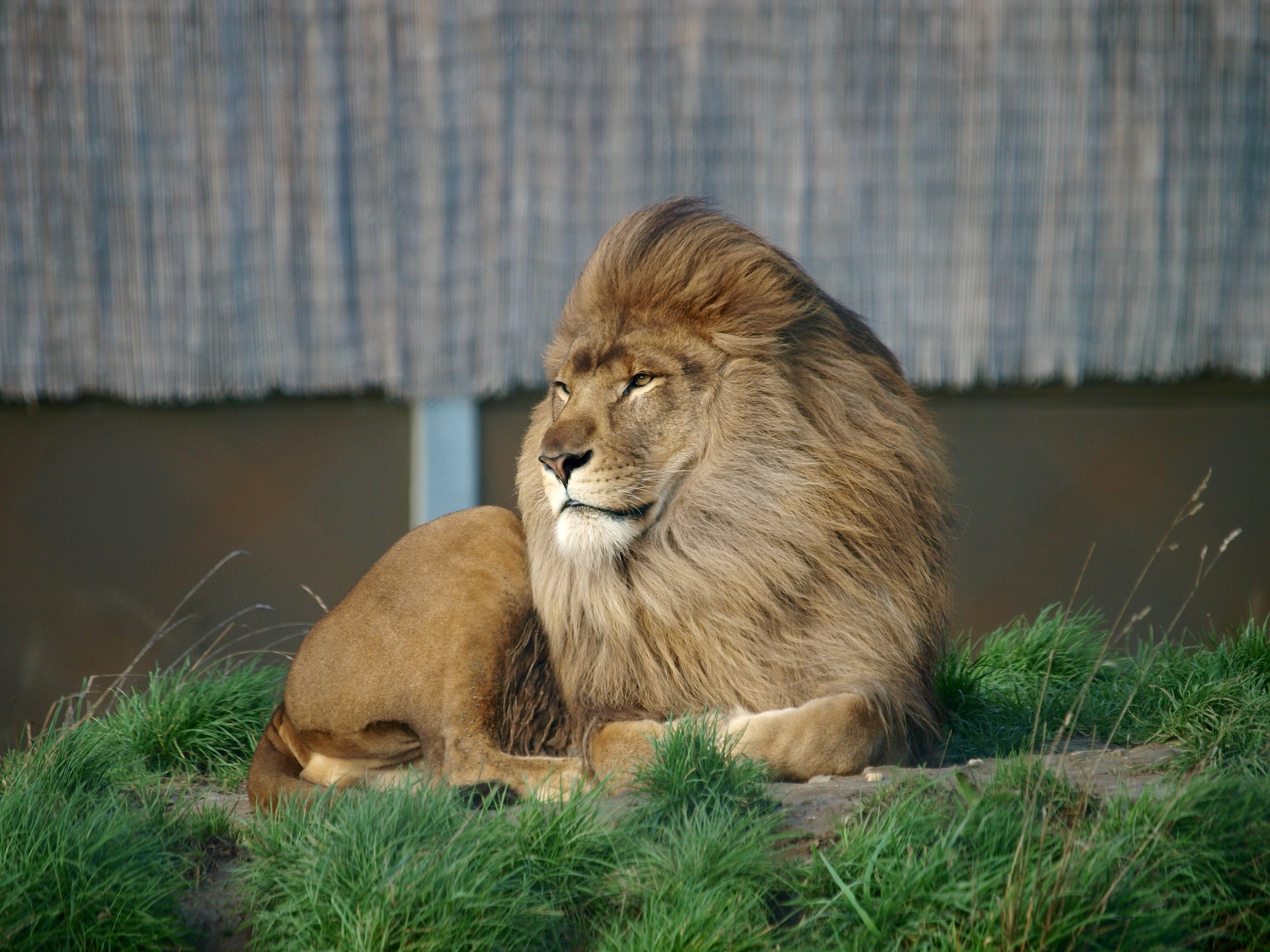 Lion resting on grass with bamboo fence background HD Wallpaper
