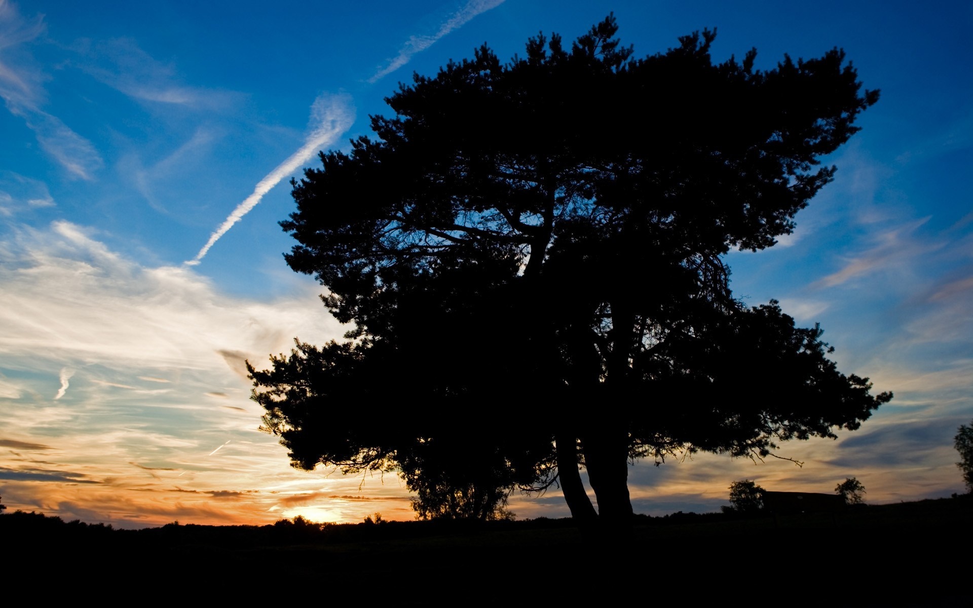 Silhouette of a large tree against a sunset sky HD Wallpaper