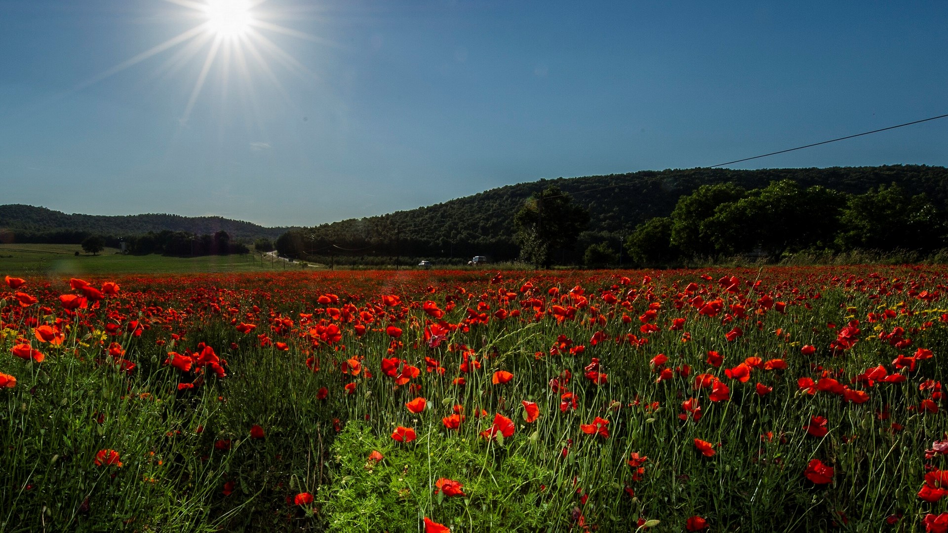 Field of red poppies under a bright sun HD Wallpaper