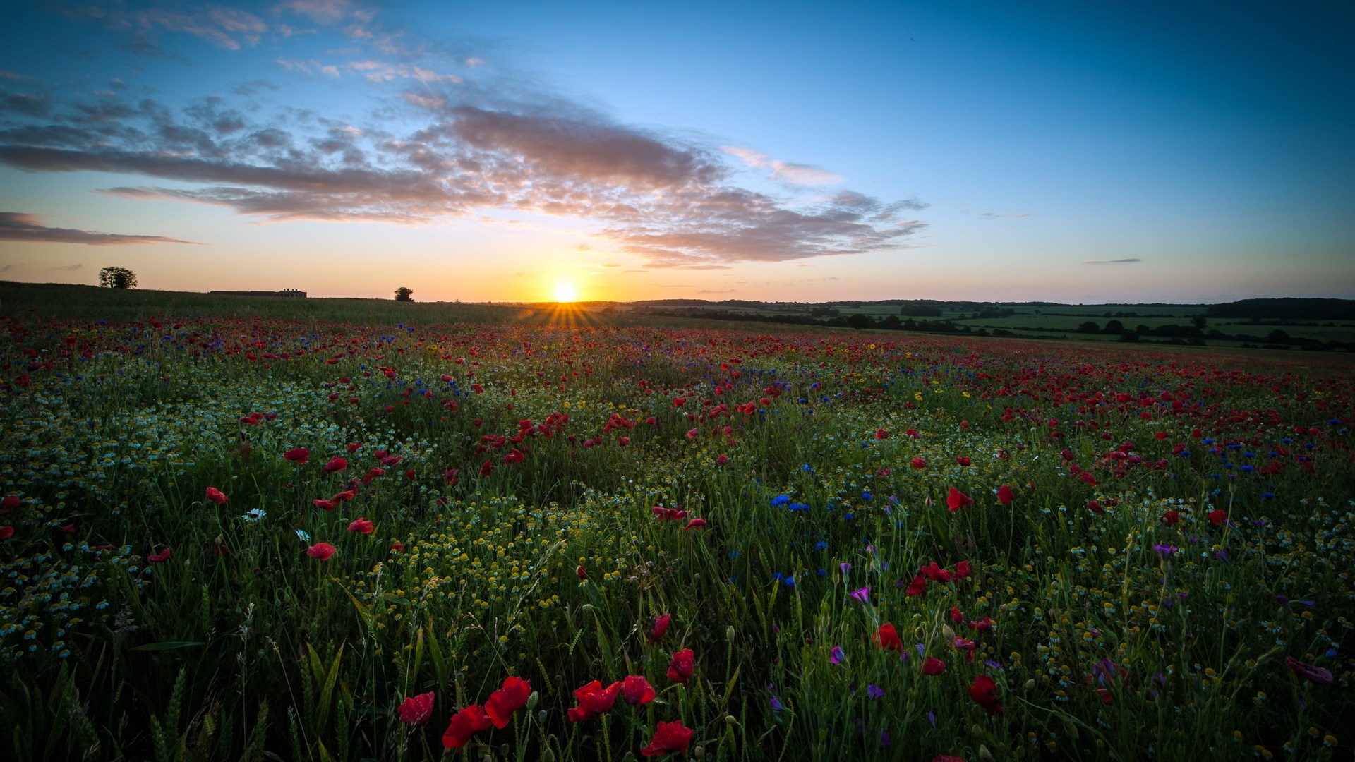 Field of poppies and wildflowers at sunset HD Wallpaper