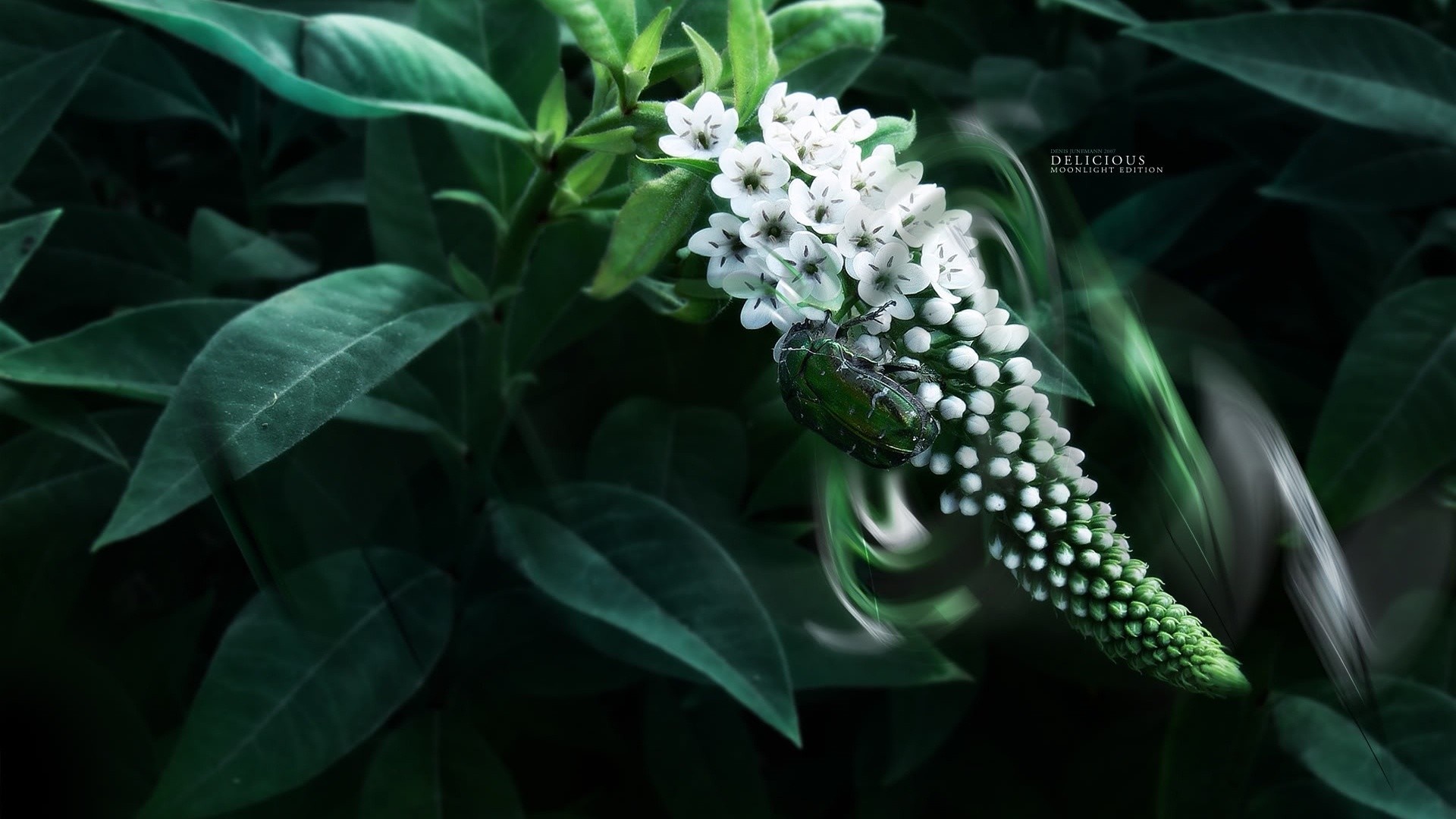 Green beetle on white flowers with dark green leaves HD Wallpaper