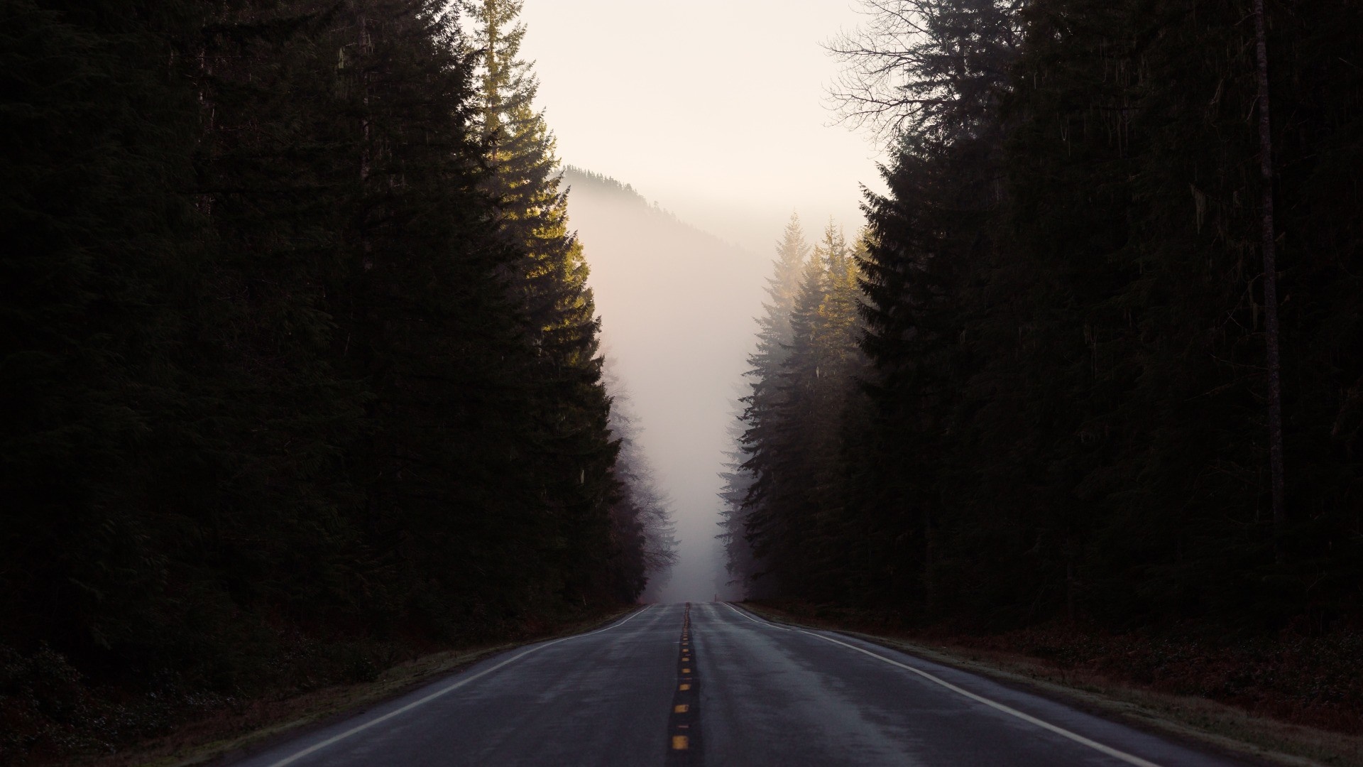 Road through a misty forest at dawn HD Wallpaper