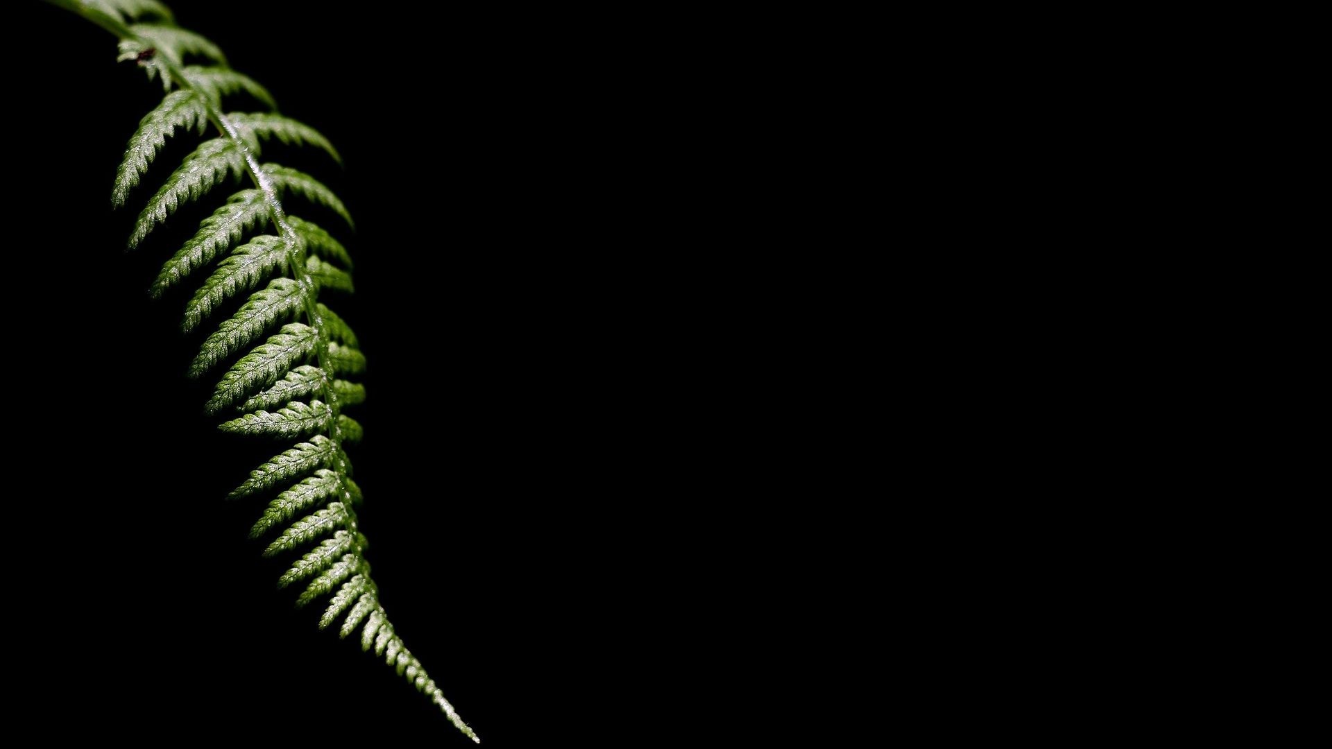 Green fern frond against a black background HD Wallpaper
