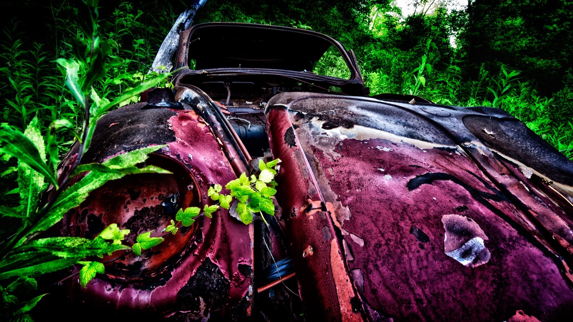 Abandoned rusty car overgrown with plants HD Wallpaper