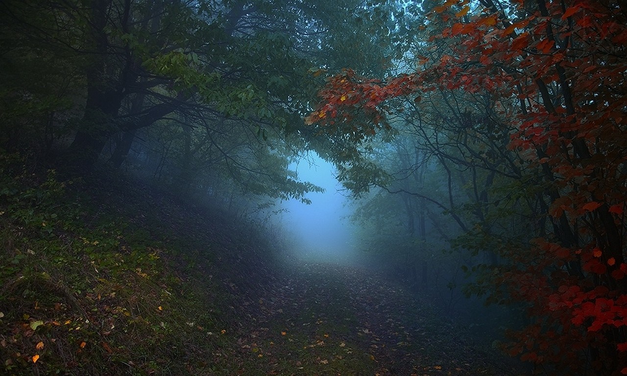Misty forest path in autumn with colorful leaves HD Wallpaper