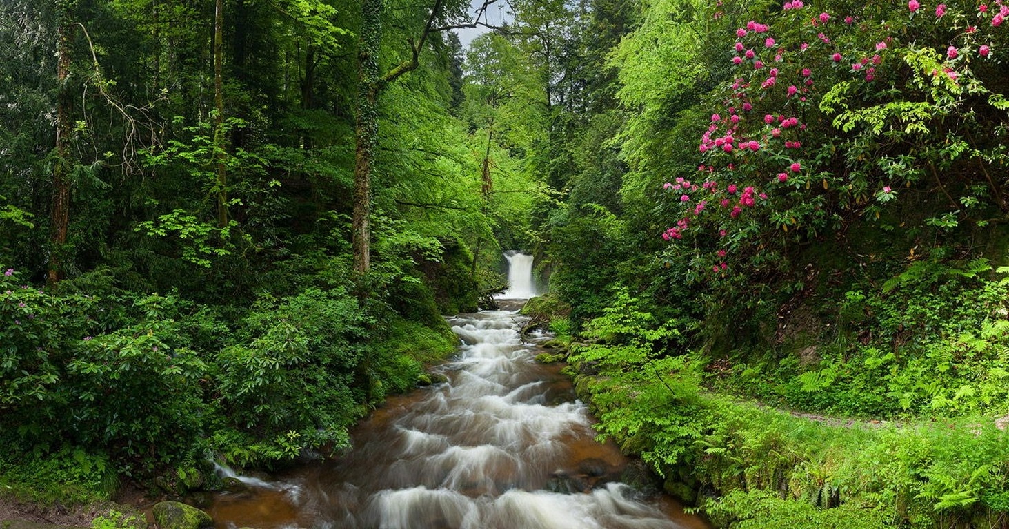 A forest stream flows past pink flowers and a waterfall HD Wallpaper