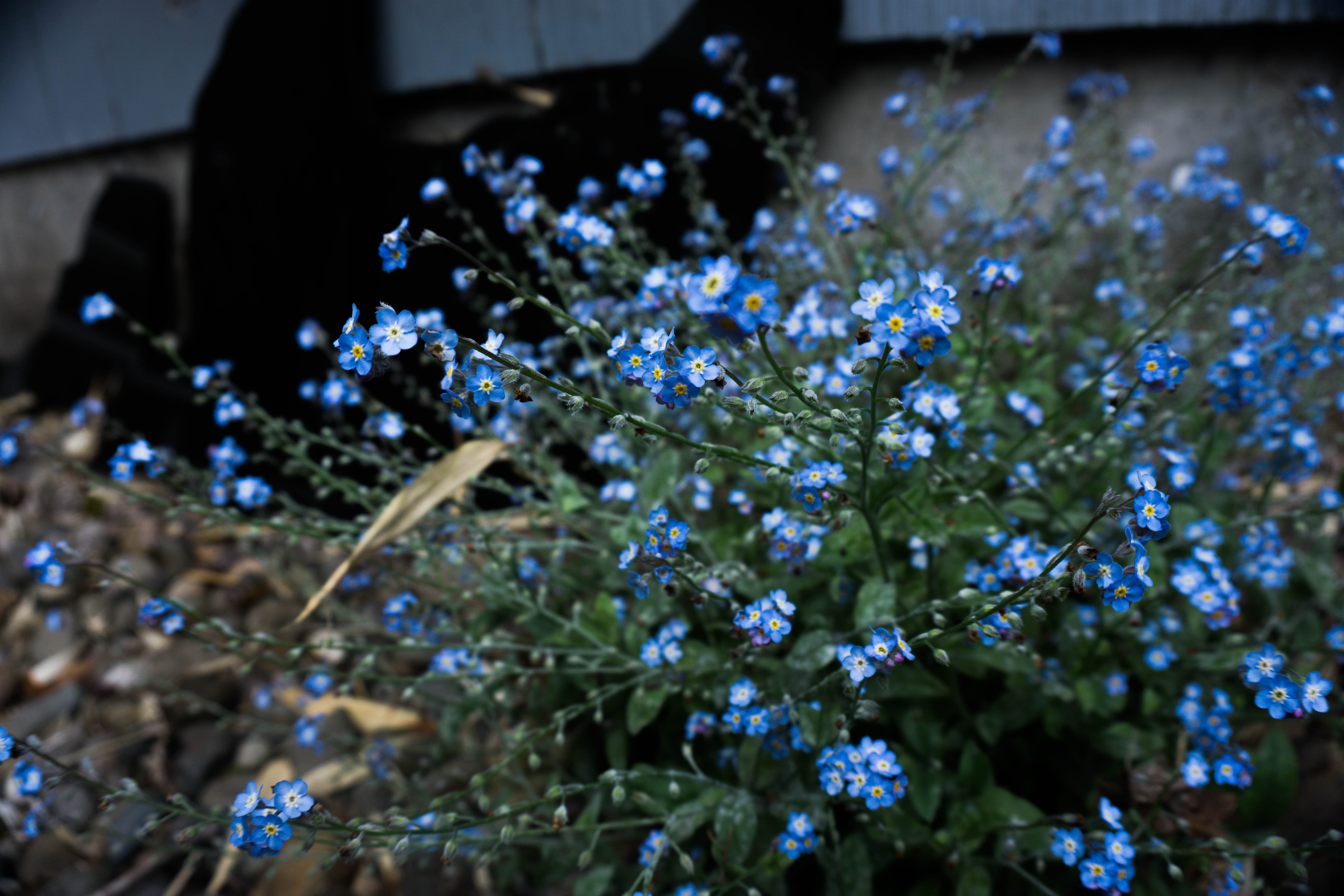 Blue forget-me-not flowers in sunlight HD Wallpaper