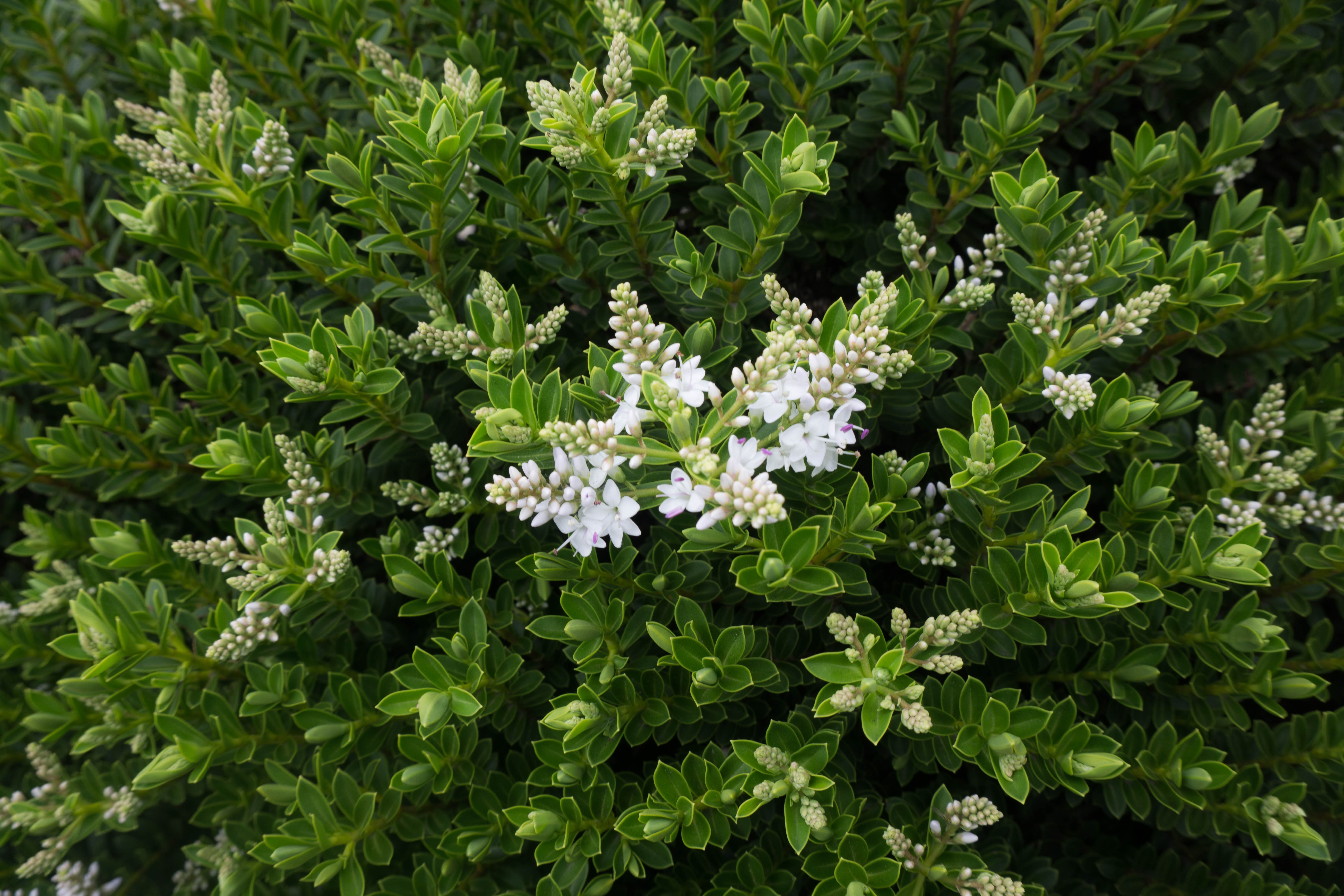 Green shrub with white flowers HD Wallpaper