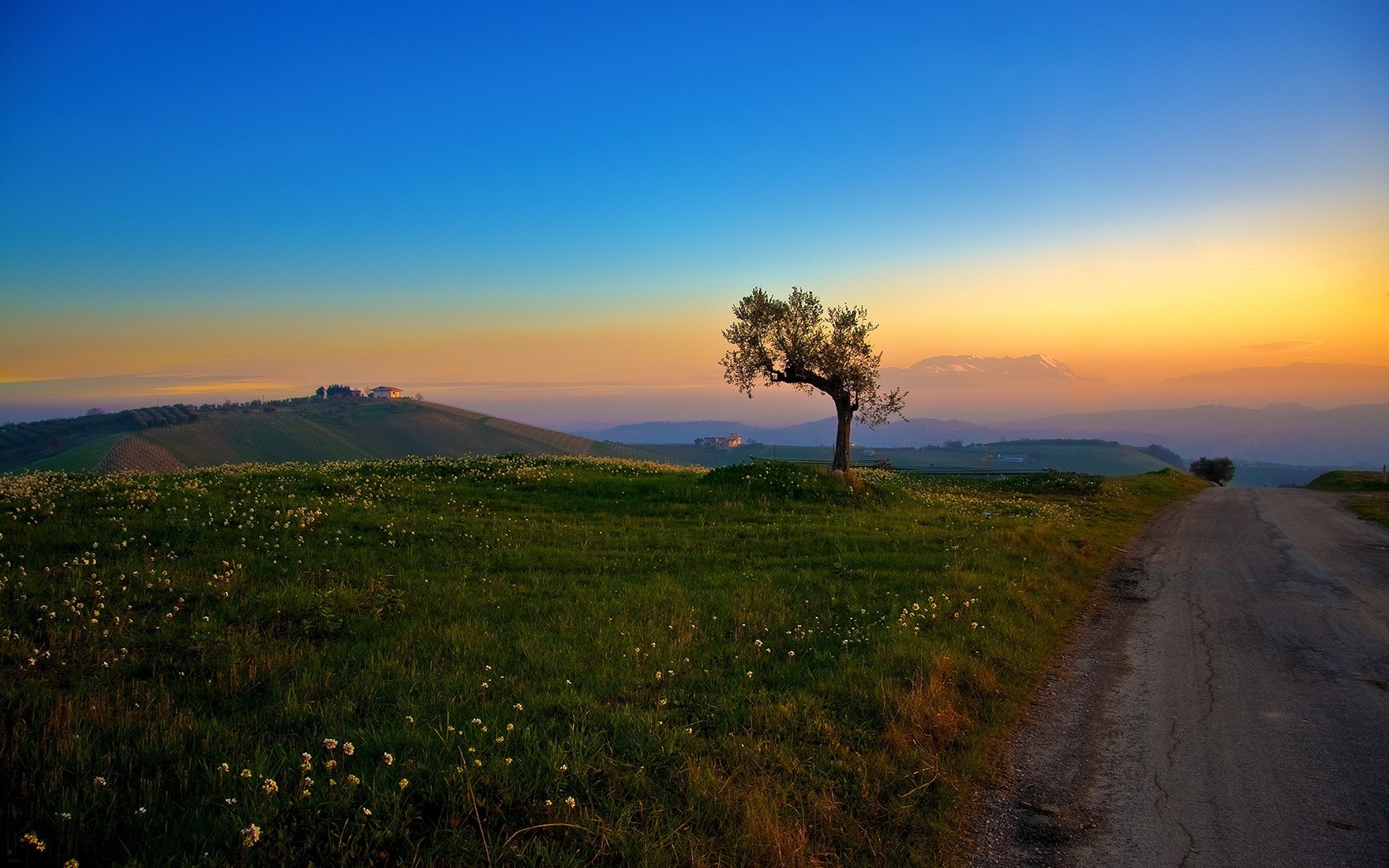 Rural landscape with a lone tree at sunset HD Wallpaper