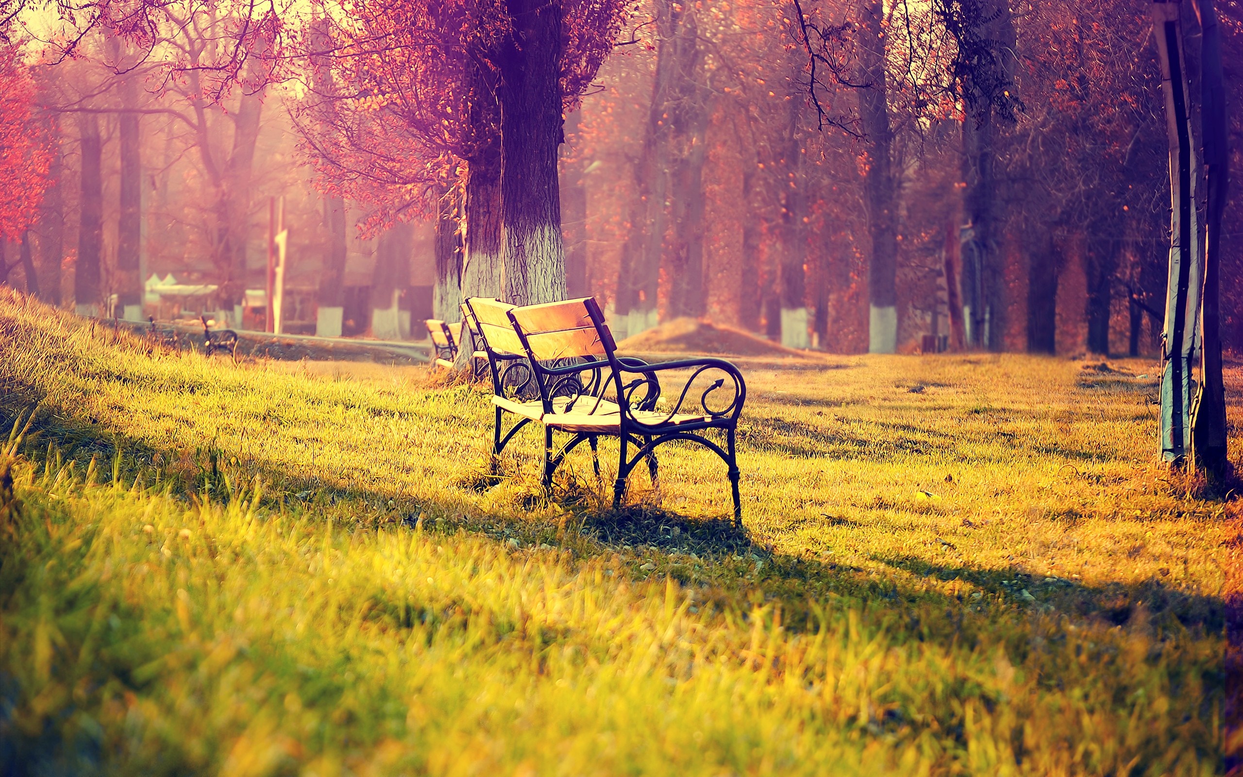 Autumn park bench with sunlight and trees HD Wallpaper