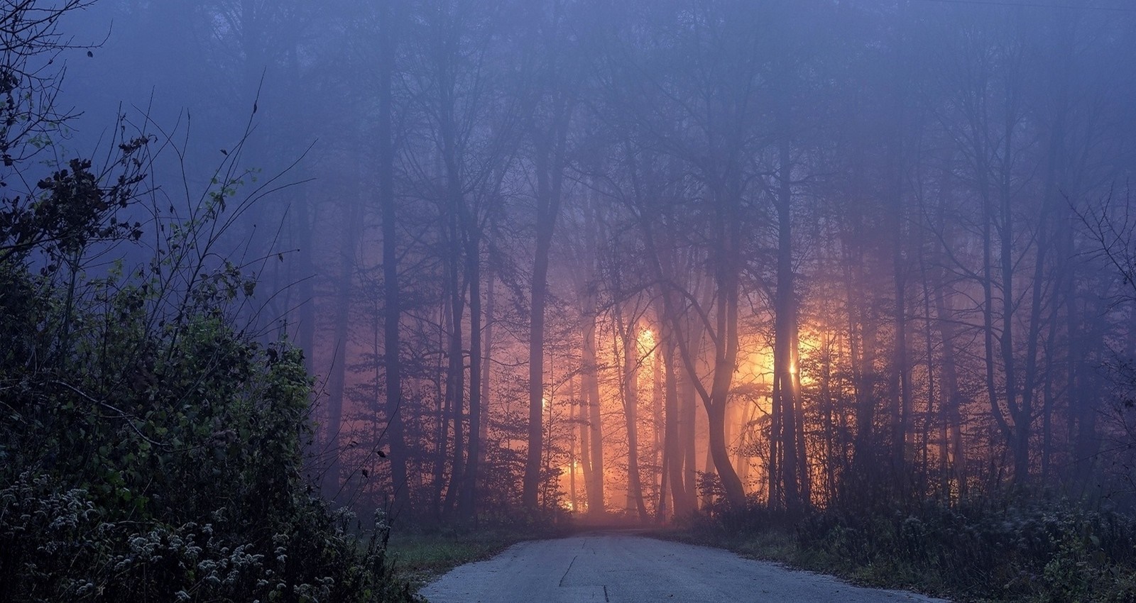 Road through a foggy forest with orange lights HD Wallpaper