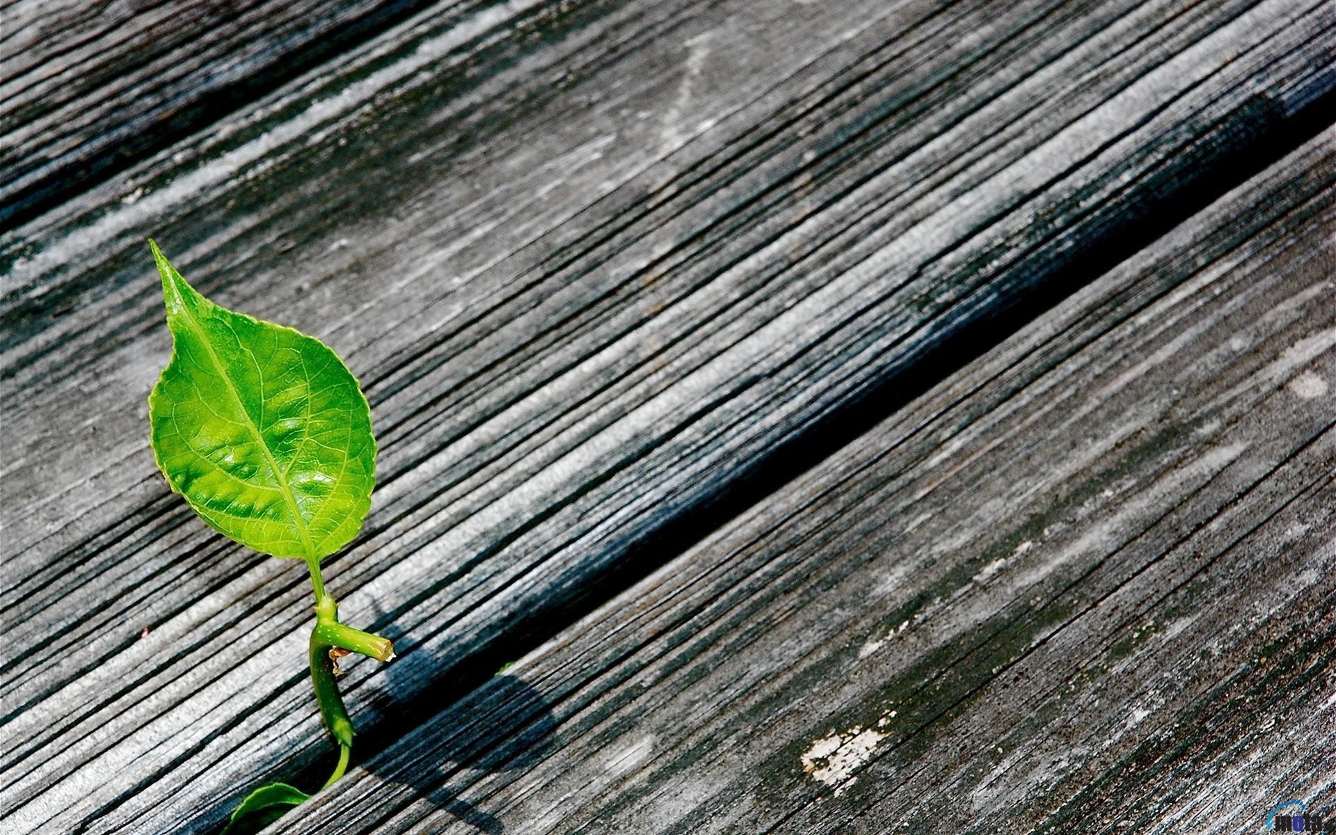 Green leaf growing through weathered wooden planks HD Wallpaper