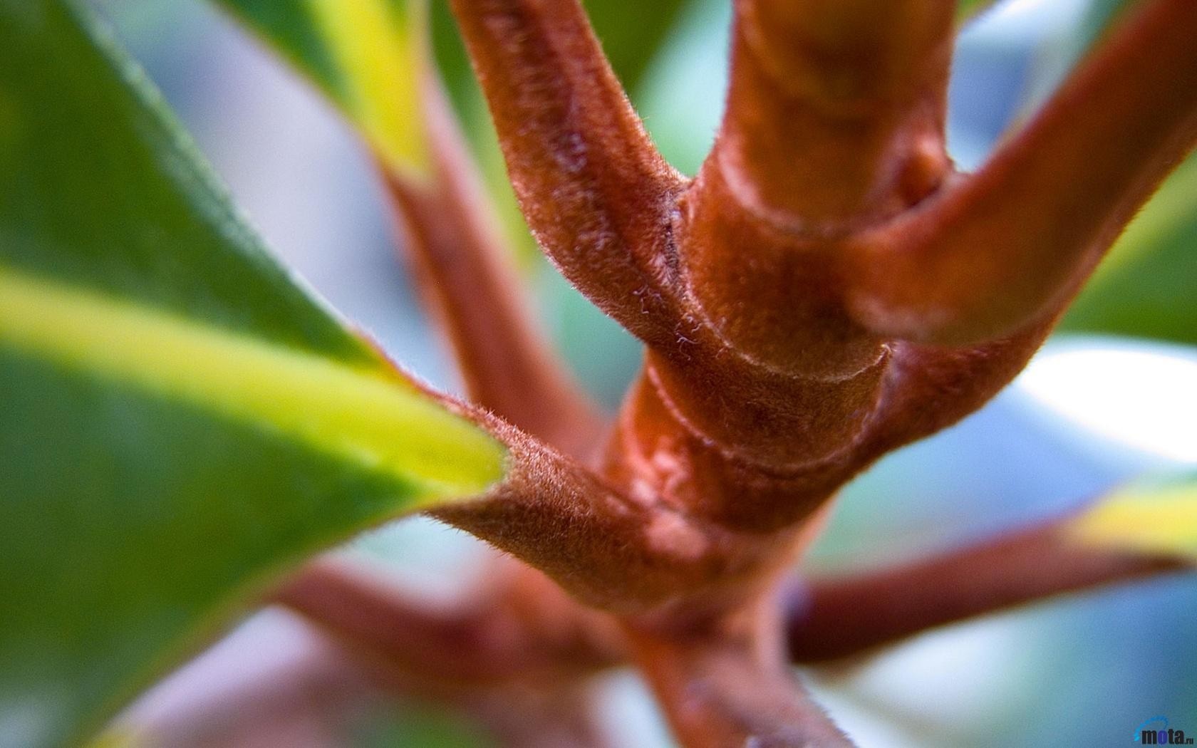 Macro shot of a fuzzy plant stem and leaves HD Wallpaper