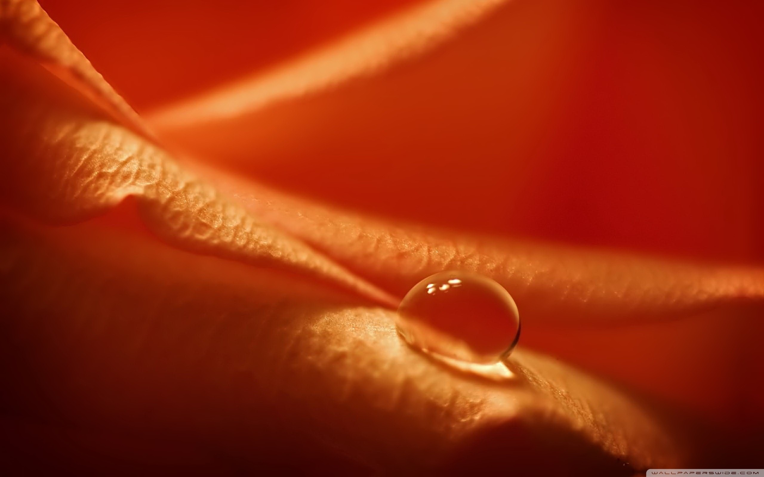 Macro Close-Up of Water Droplet on Orange Petal HD Wallpaper