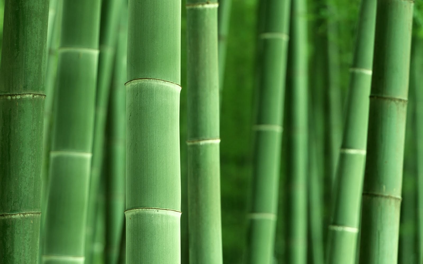 Green bamboo stalks in a forest HD Wallpaper
