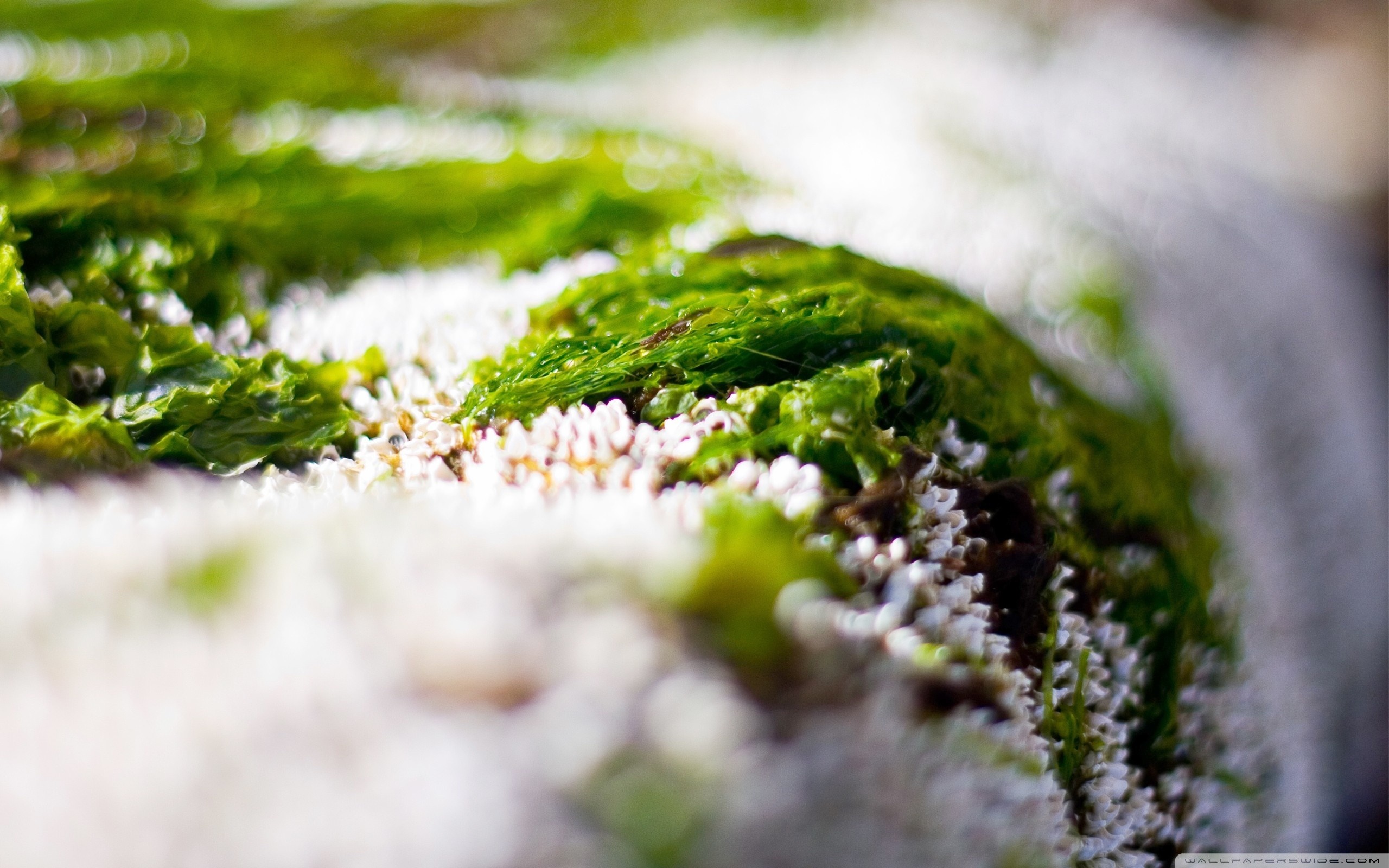 Green algae and barnacles on a rock HD Wallpaper