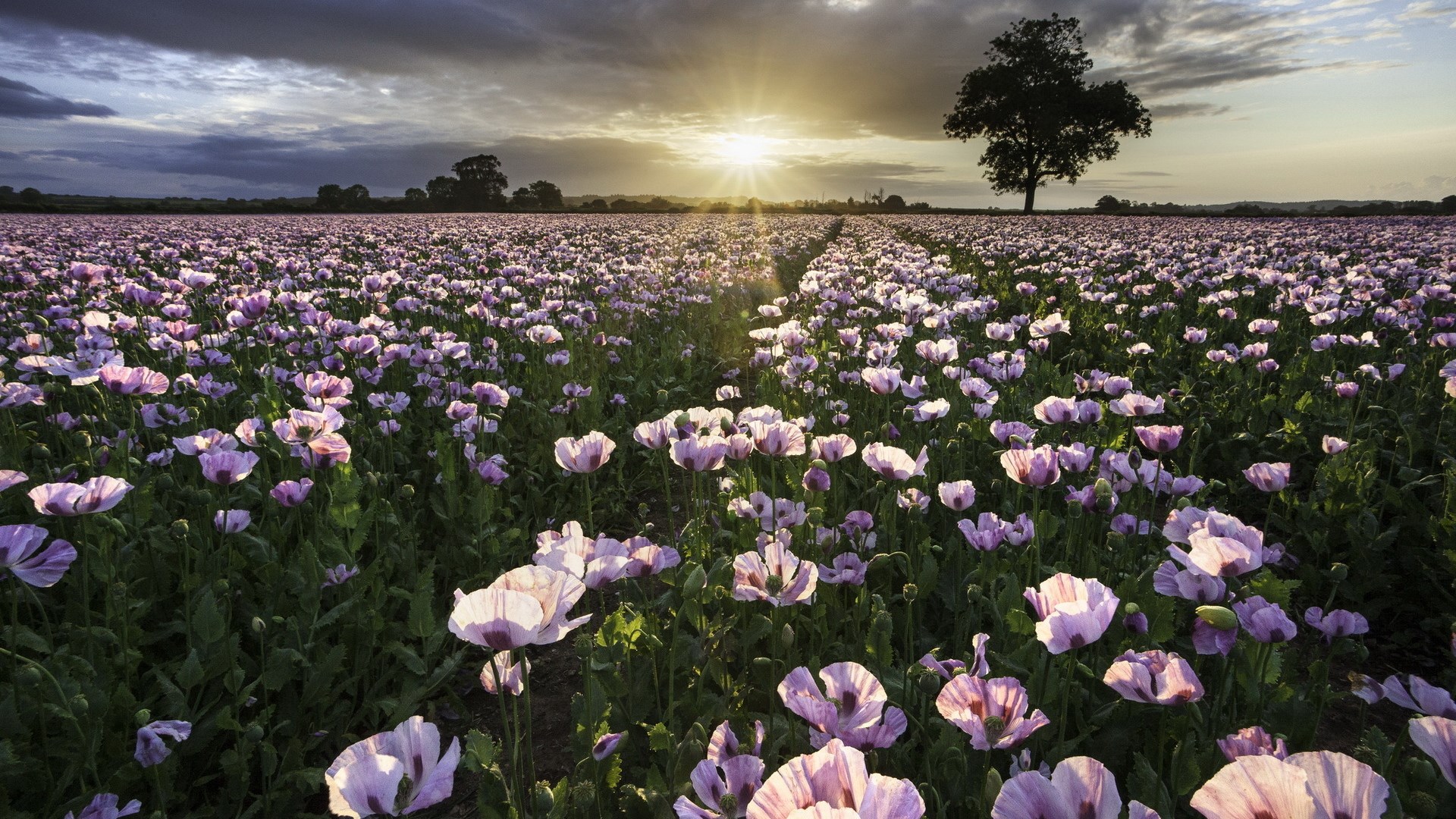 Field of purple poppies at sunset with a lone tree HD Wallpaper