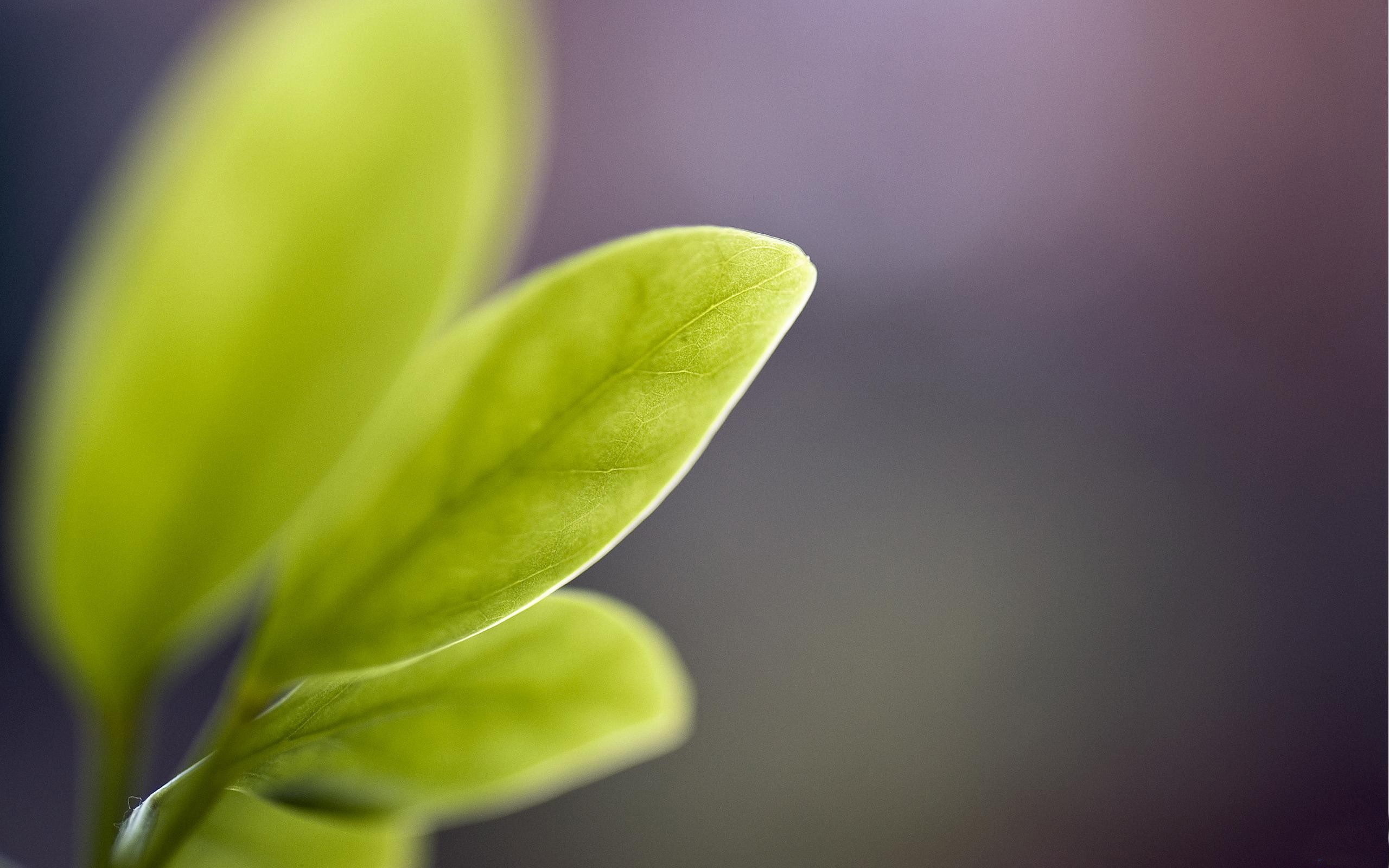 Close-up of vibrant green leaves with blurred background HD Wallpaper