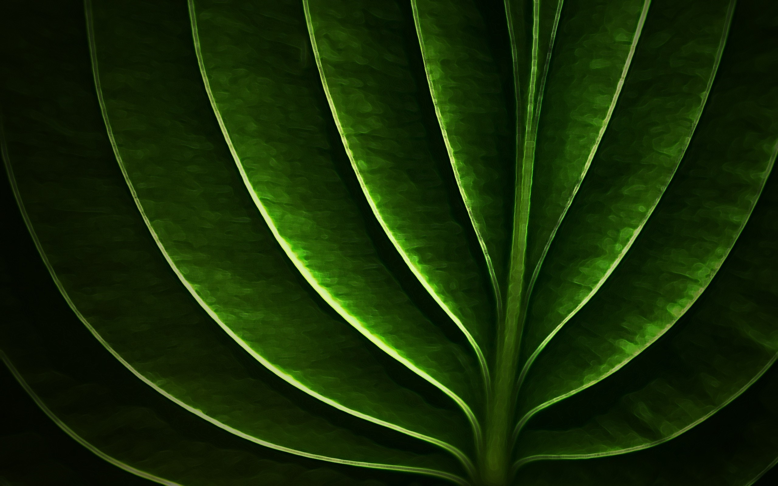 Close-up of green leaf veins HD Wallpaper