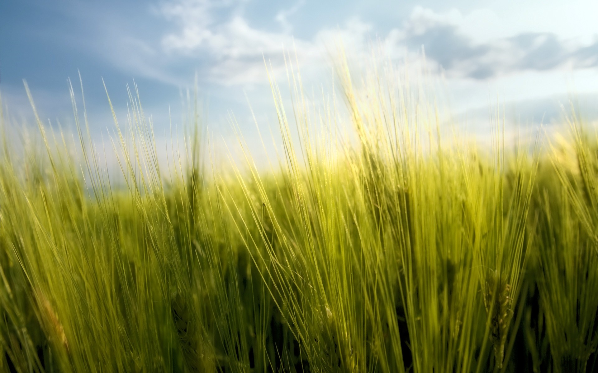 Close-up of green wheat field under a cloudy sky HD Wallpaper
