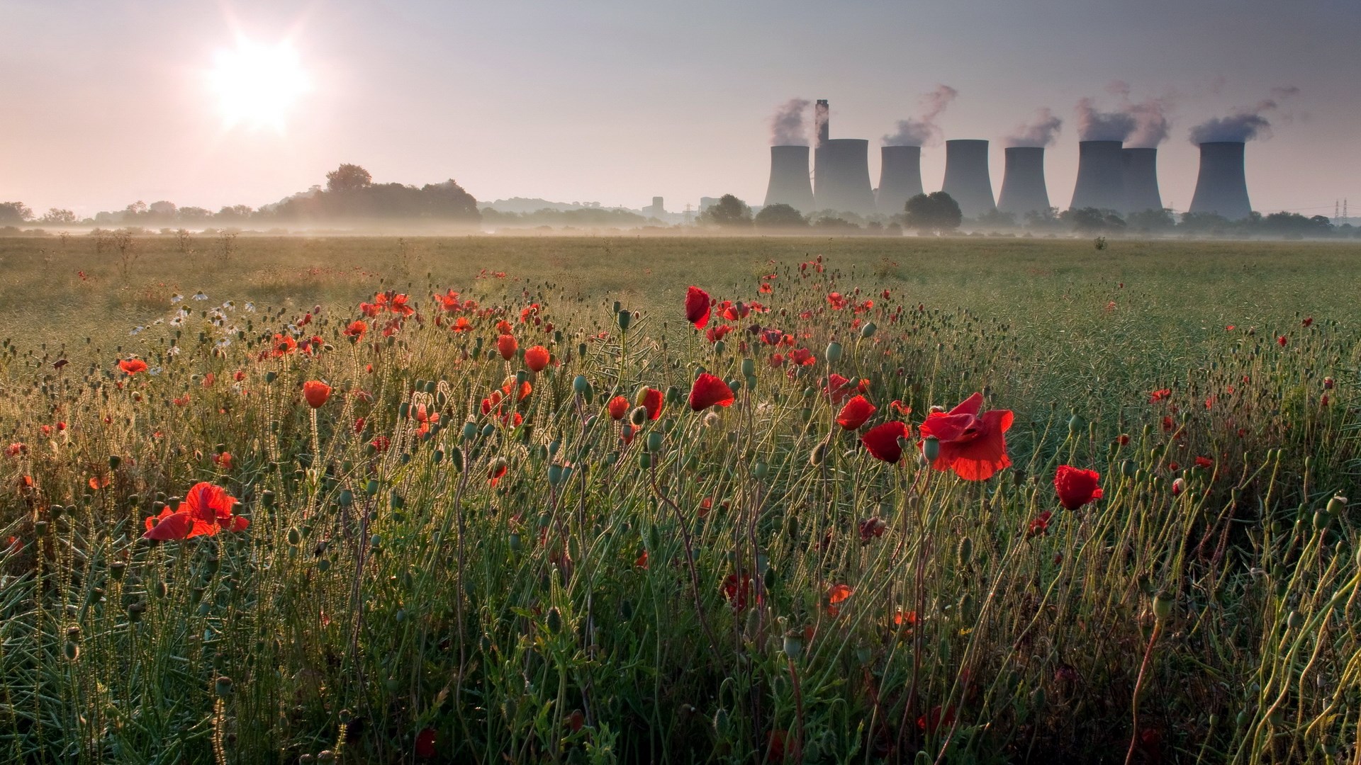Field of poppies with cooling towers in the background HD Wallpaper