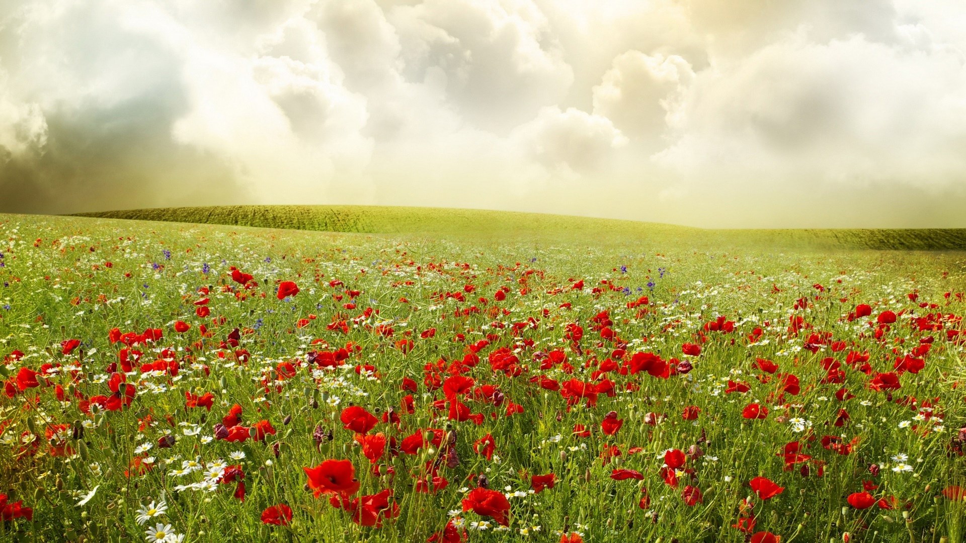 Field of red poppies and white daisies under a cloudy sky HD Wallpaper