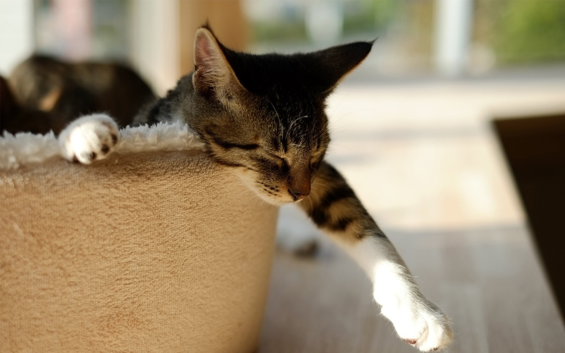 A tabby kitten sleeping in a cat bed HD Wallpaper