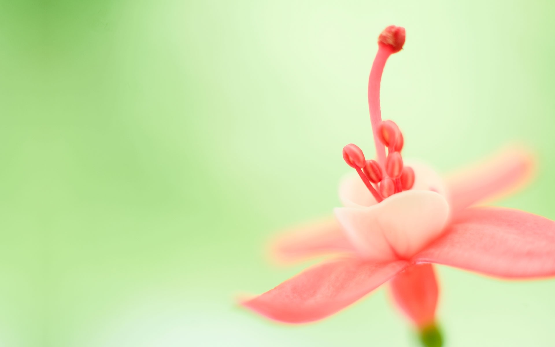 Close-up of a pink and red flower with a green background HD Wallpaper