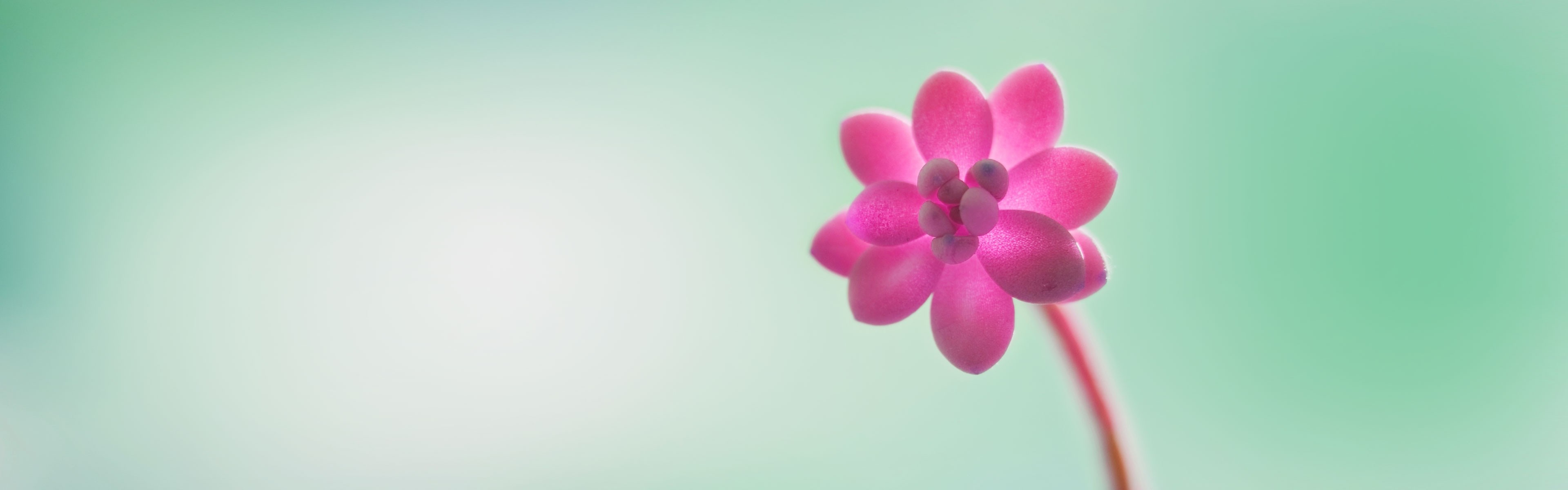 Pink succulent flower close up HD Wallpaper