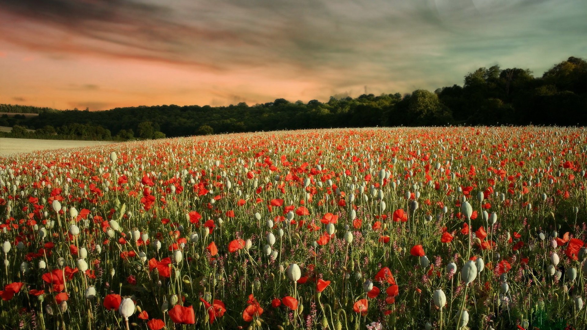 Field of poppies at sunset HD Wallpaper