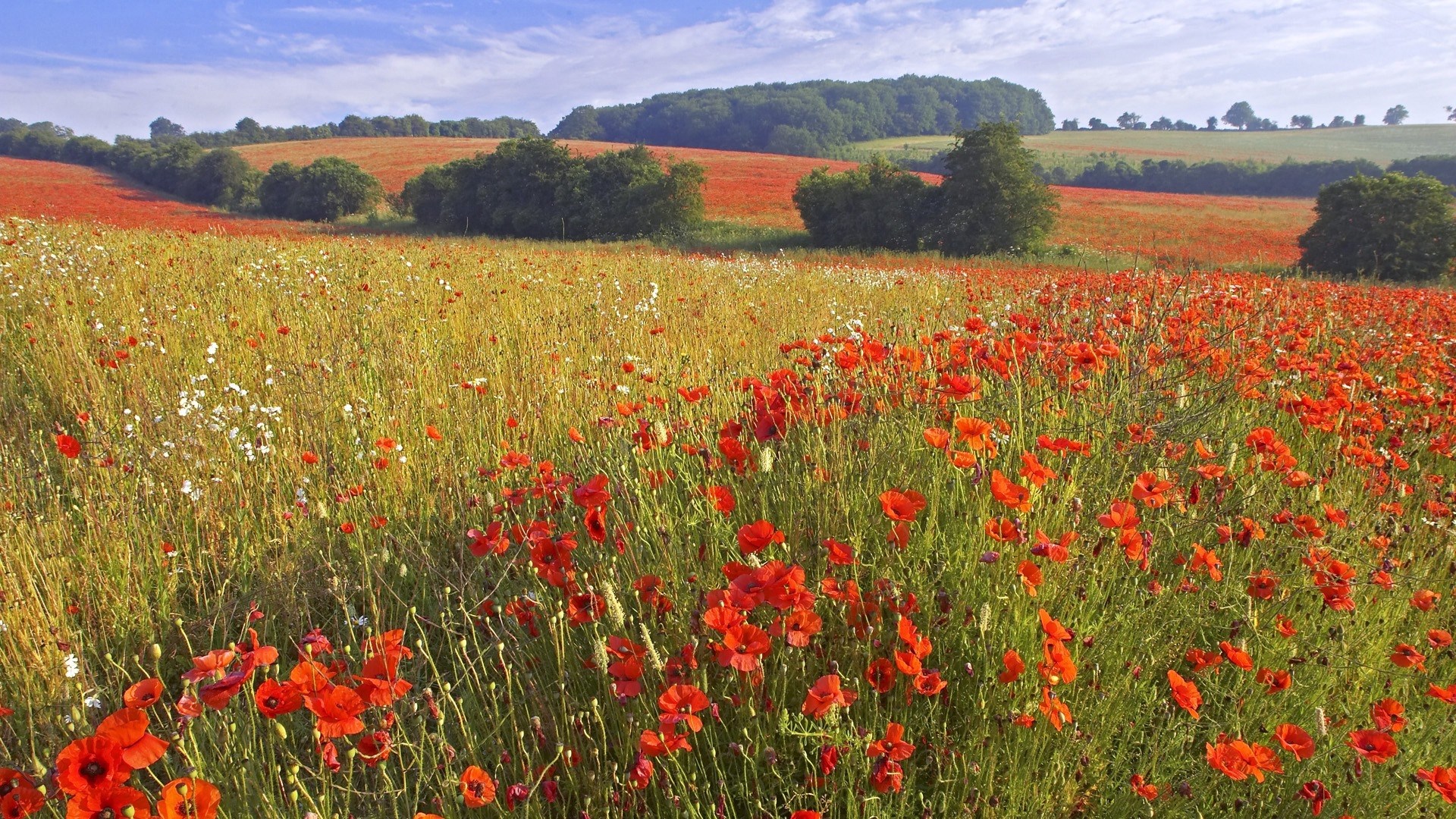 Field of red poppies and green grass under a blue sky HD Wallpaper