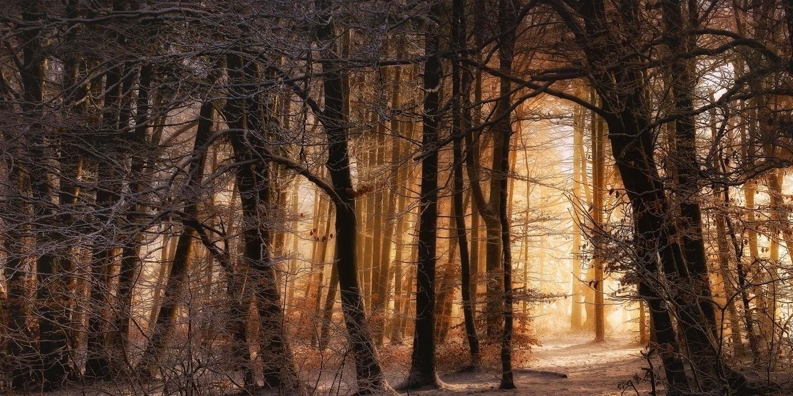 Sunlight filtering through trees in a winter forest HD Wallpaper