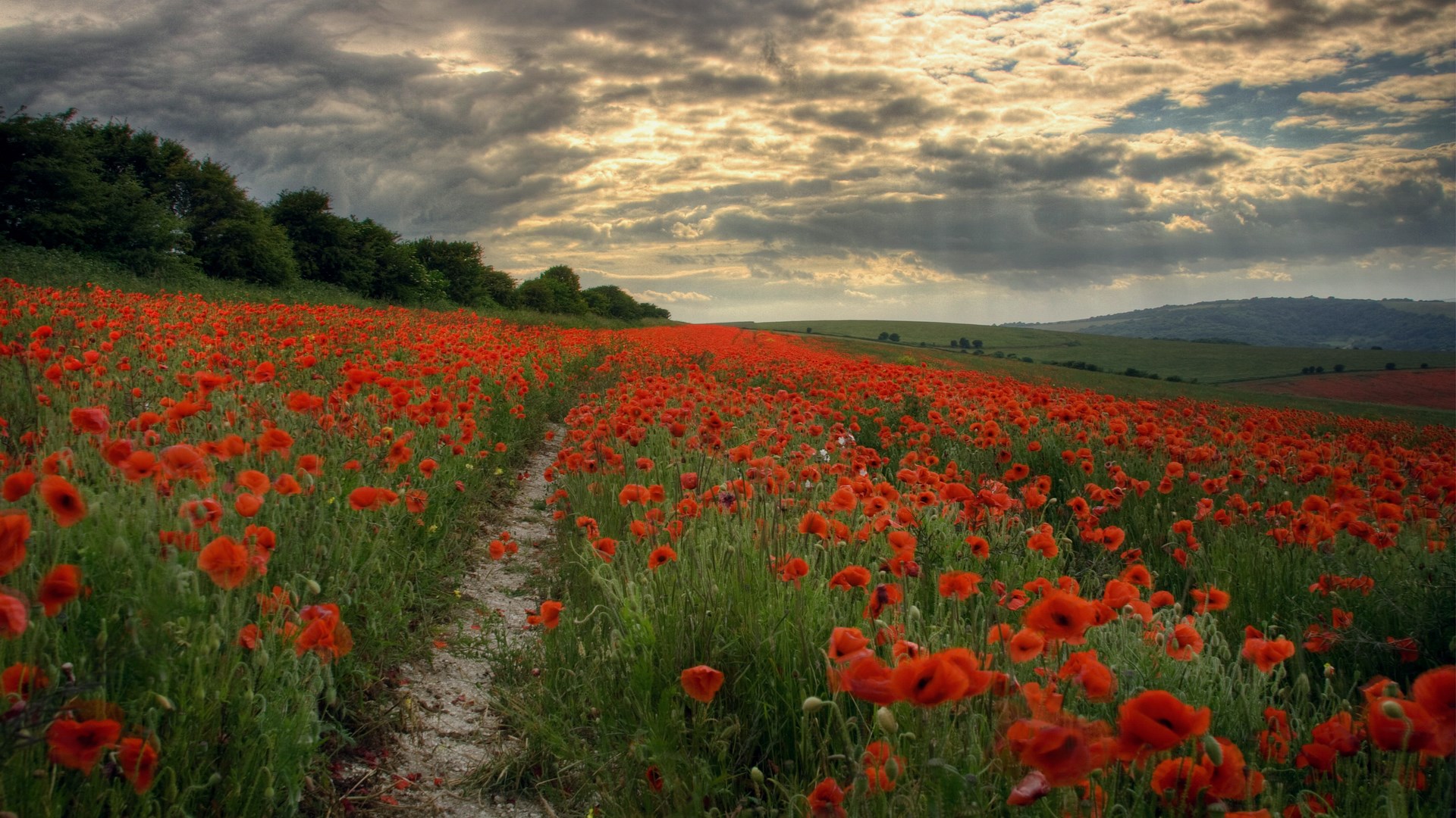 Field of red poppies under a cloudy sky HD Wallpaper