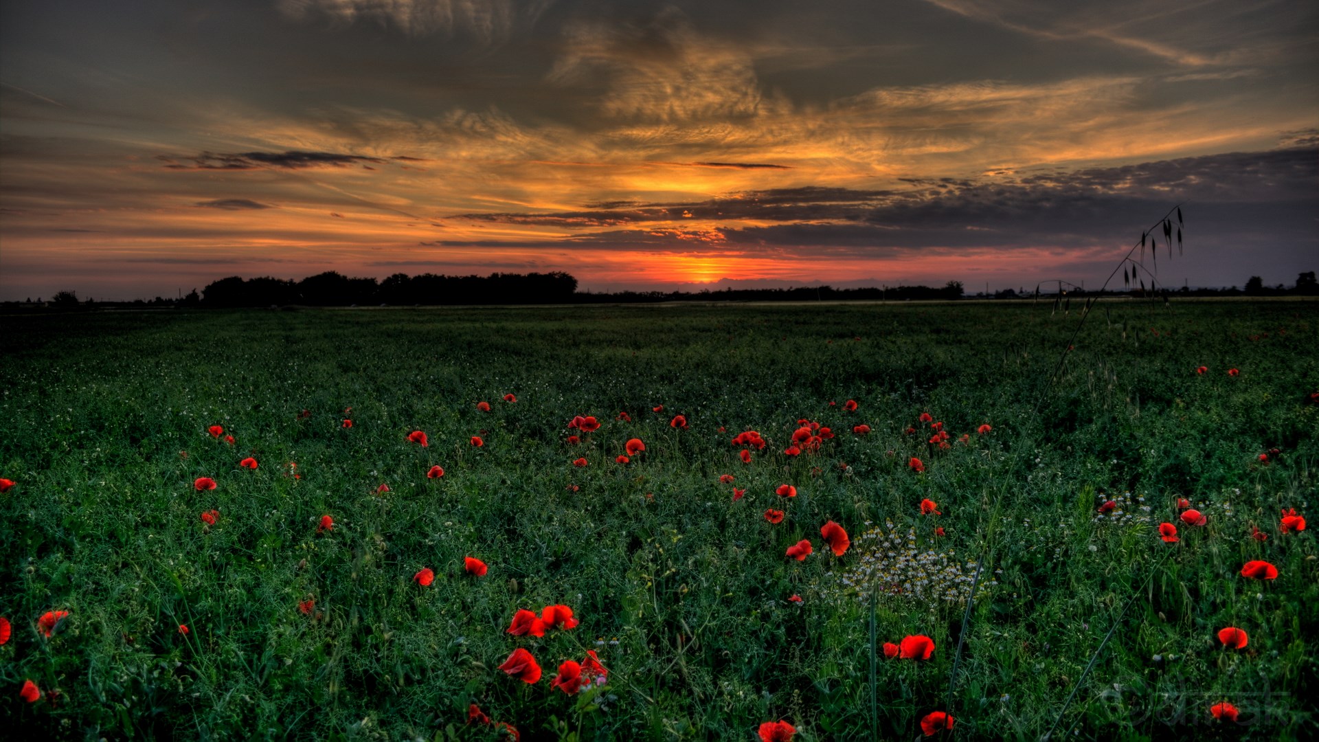 Field of poppies at sunset HD Wallpaper