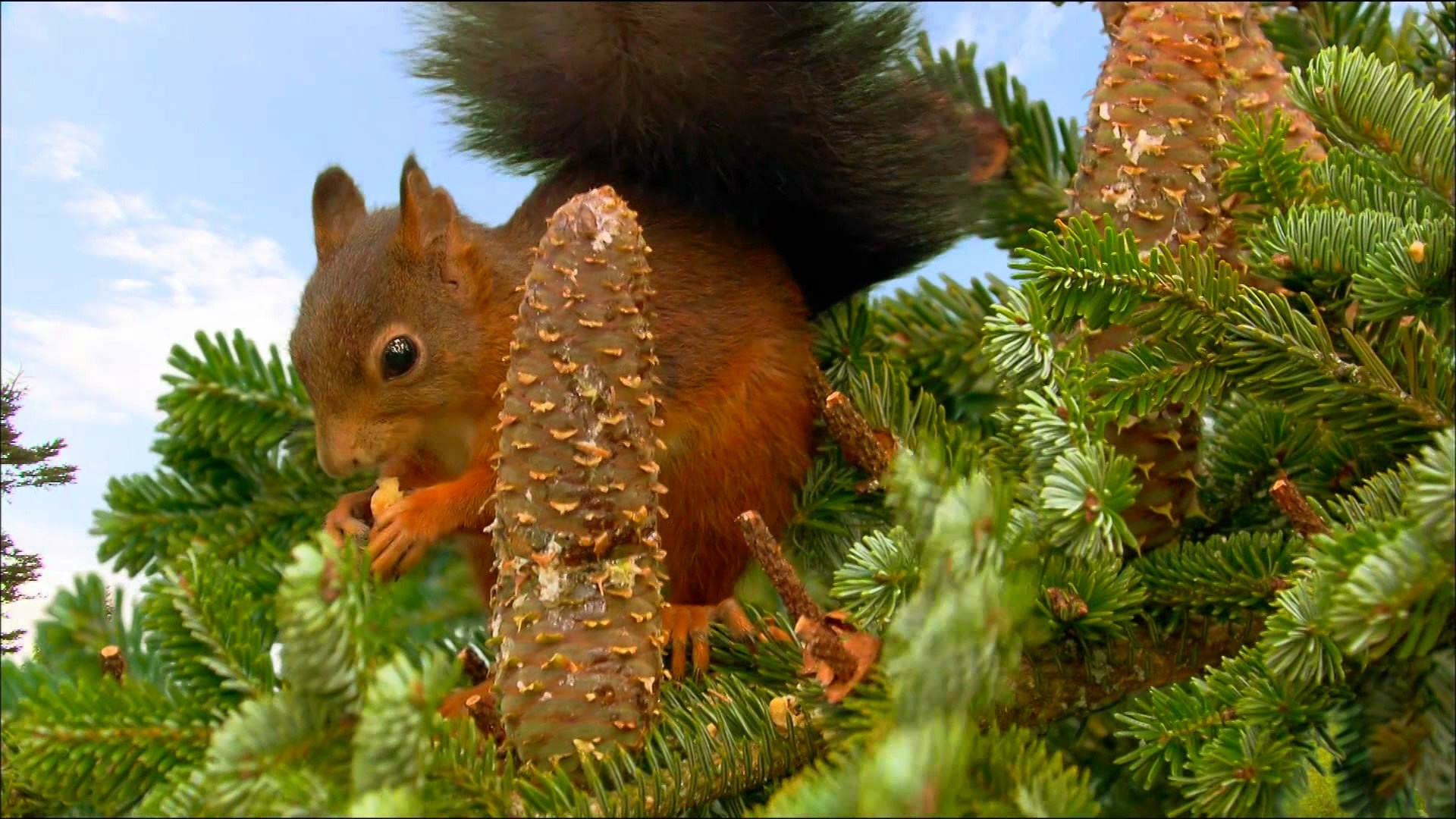 Red squirrel eating on a spruce tree branch HD Wallpaper