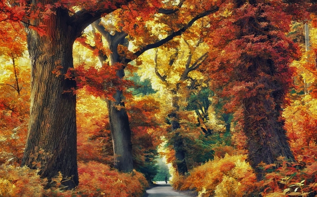 A road through a forest in autumn with colorful trees HD Wallpaper