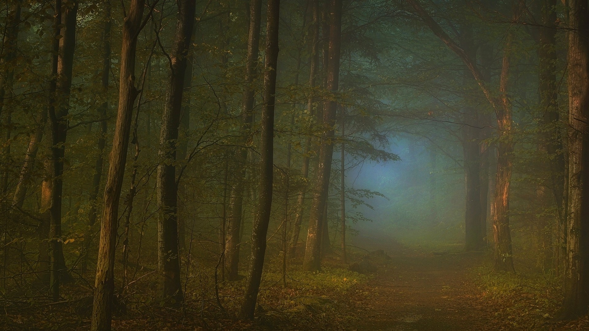 Misty forest path with sunlight filtering through trees HD Wallpaper