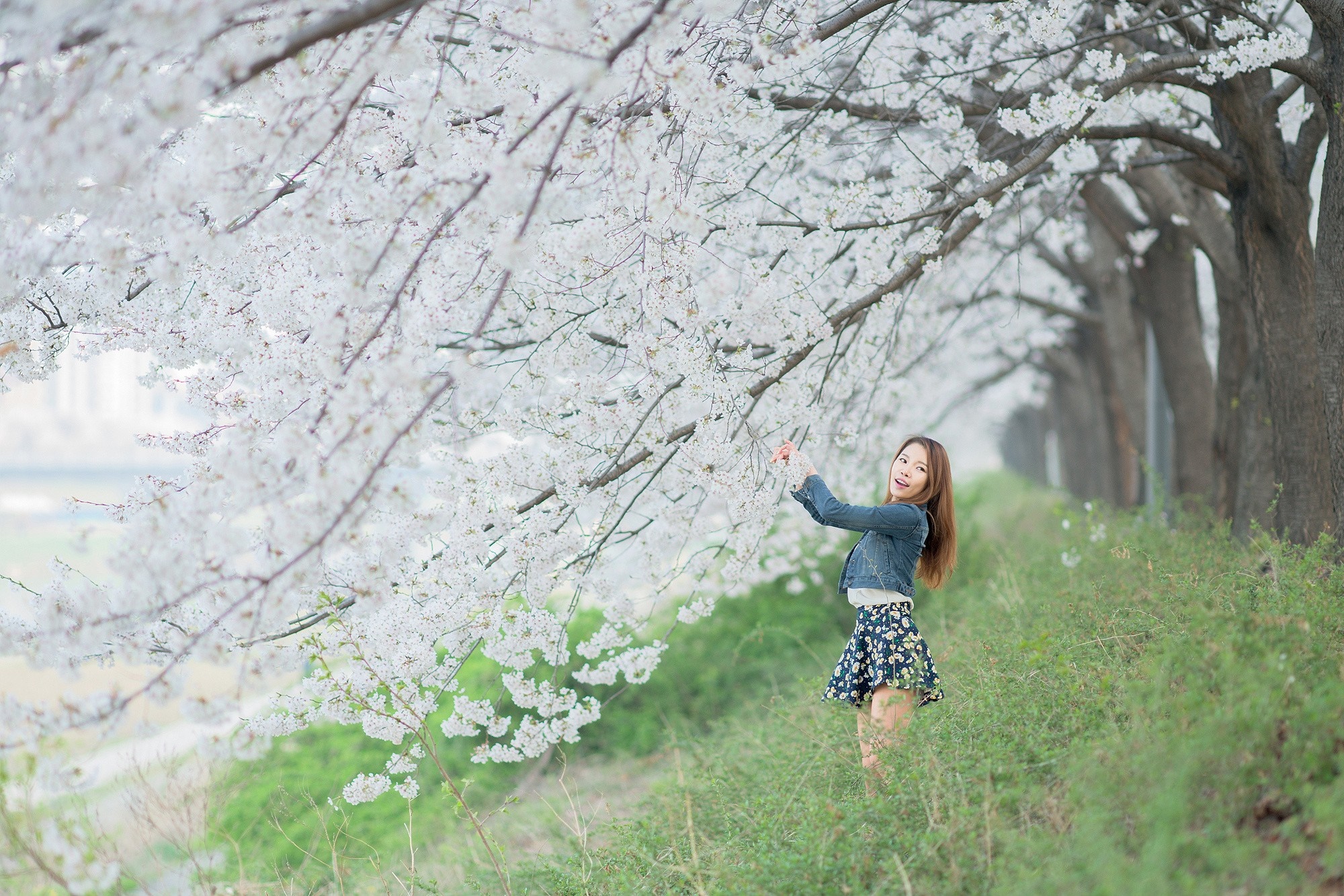 Woman Standing Amid Cherry Blossom Trees in Spring HD Wallpaper