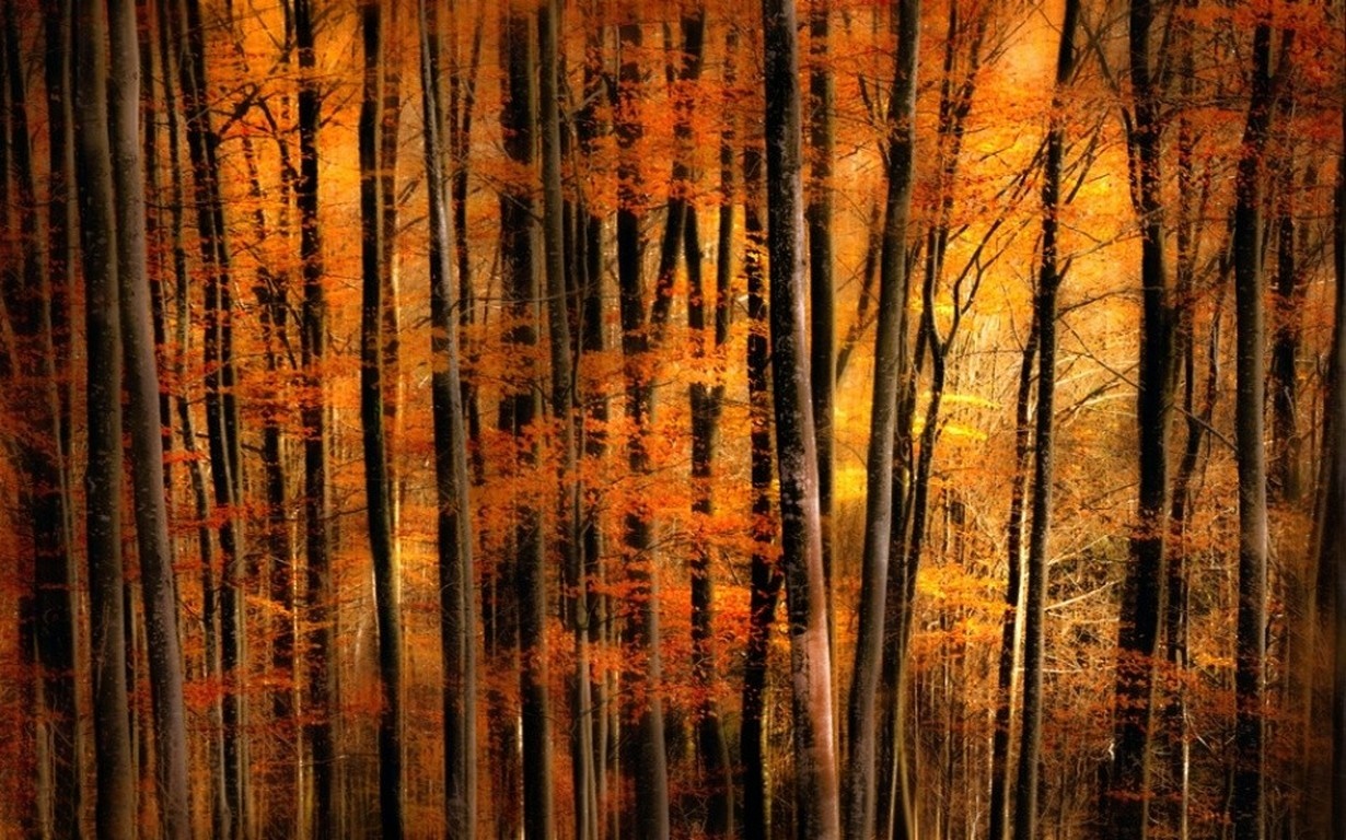 Sunlight filtering through autumn trees in a forest HD Wallpaper