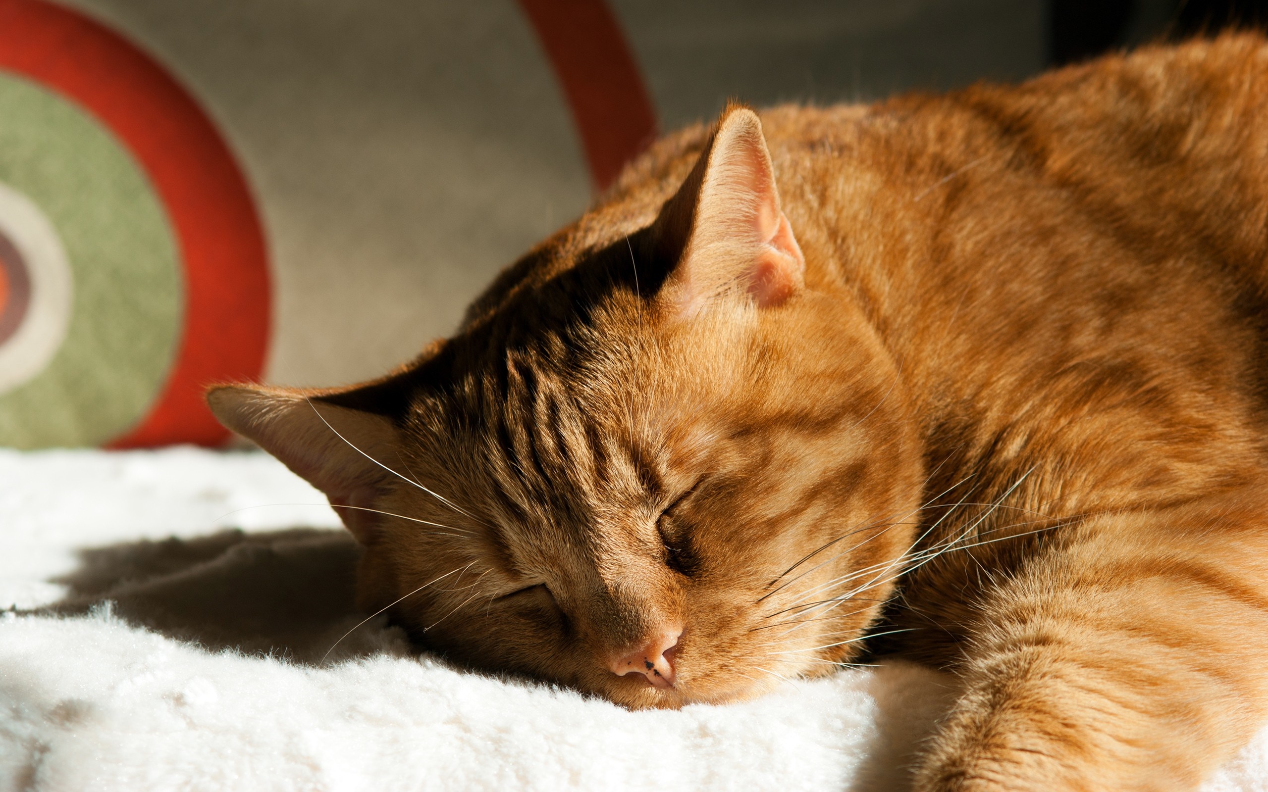 Close up of an orange tabby cat sleeping HD Wallpaper